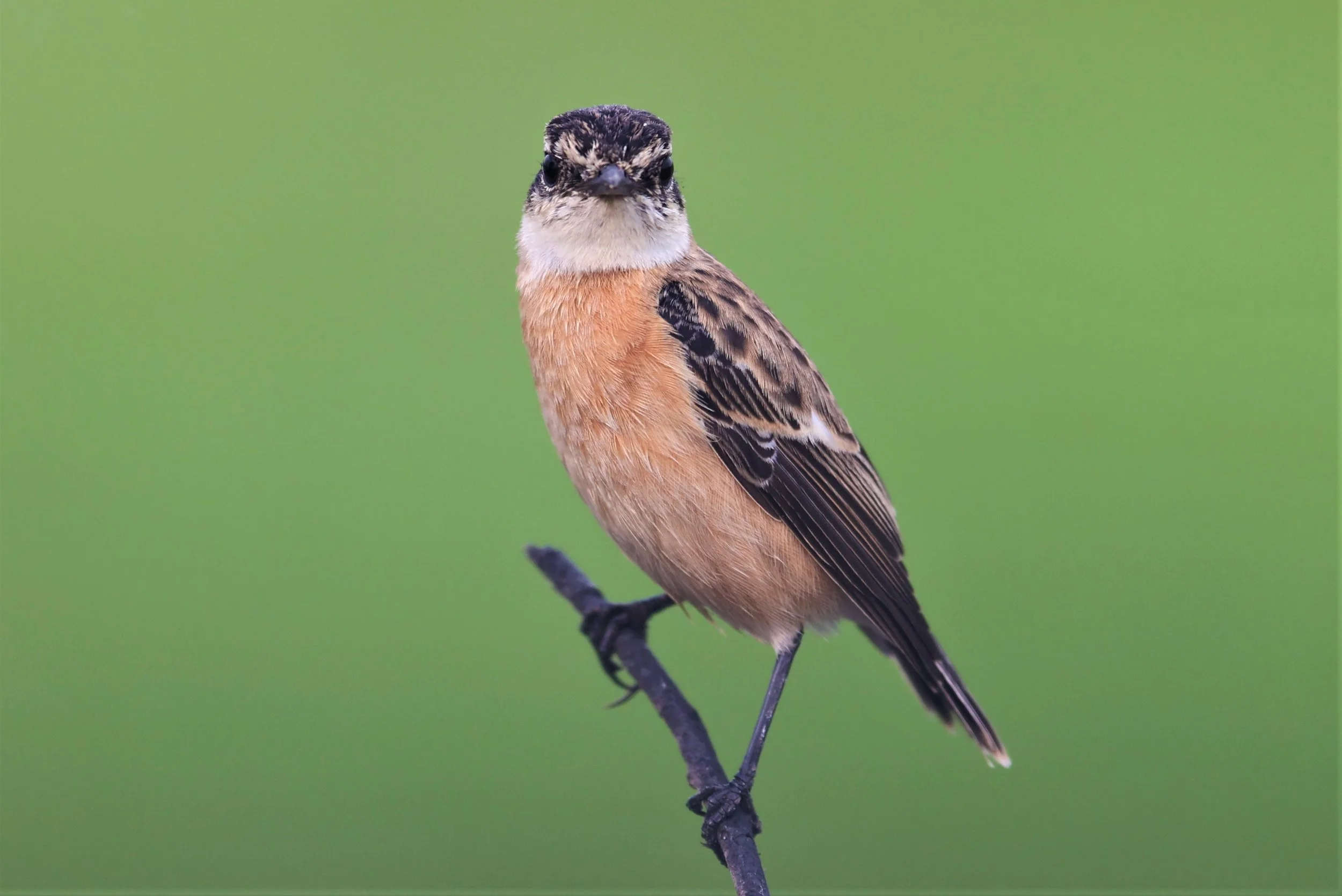 STONECHAT - AMUR (STEJNEGER'S) STONECHAT - Saxicola stejnegeri - PATHUM THANI RICE RESEARCH CENTER 06 NOV 2021 (37).jpg