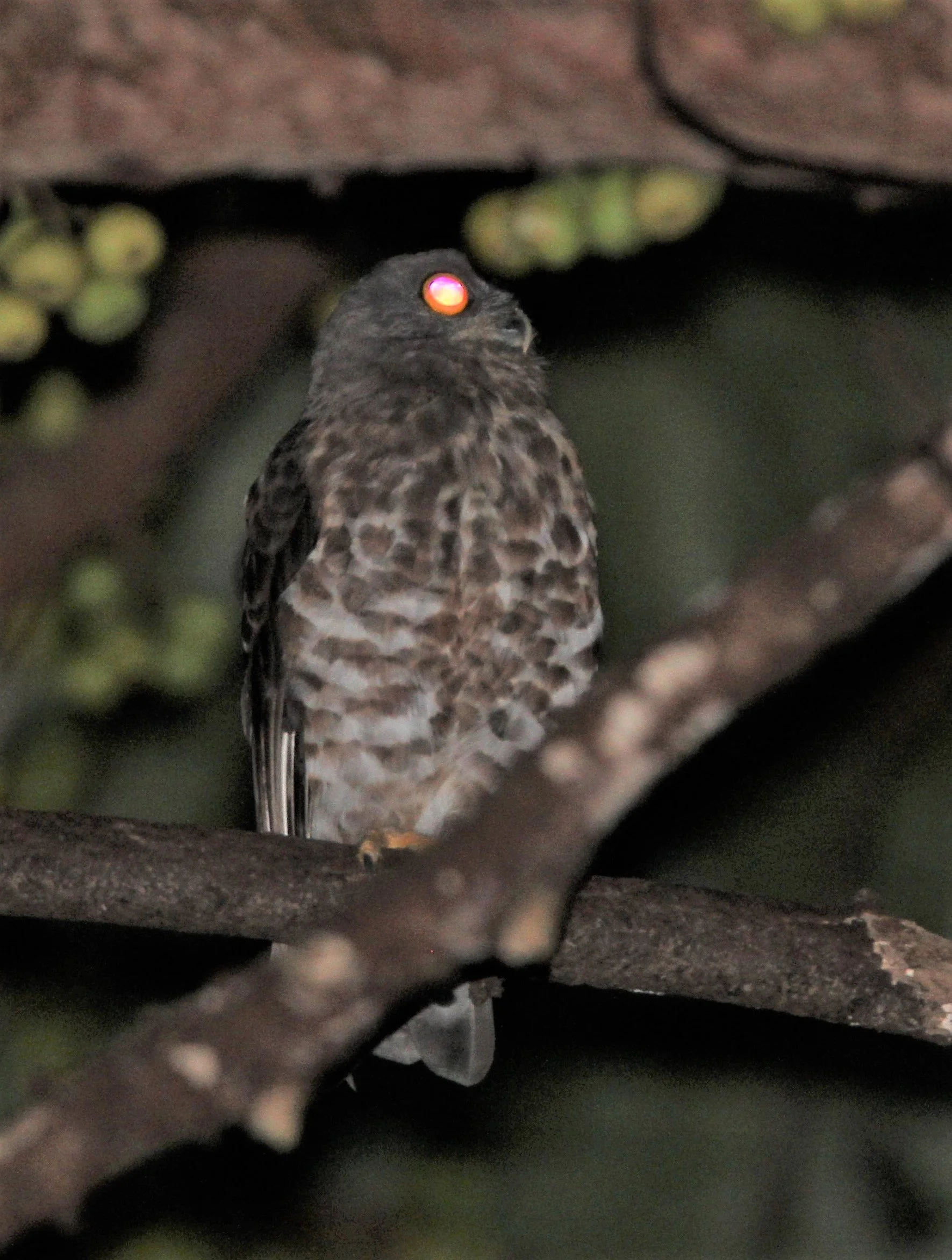 Ninox scutulata - BROWN HAWK OWL - KOH CHANG THAILAND aa.jpg