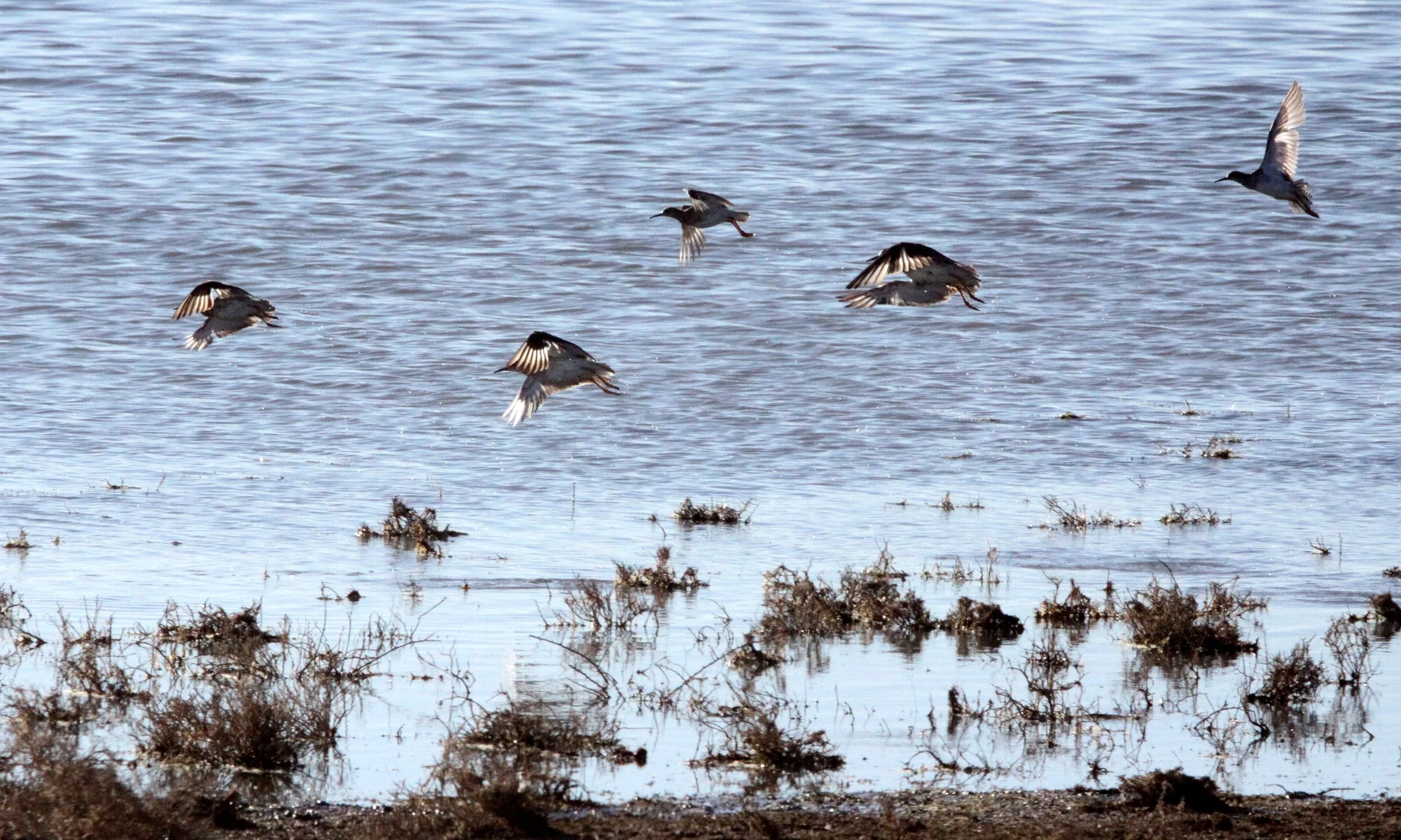BIRD - SANDPIPER - WOOD SANDPIPER - TRINGA GLAREOLA - MARRICK CAMP KIMBERLY SOUTH AFRICA (3).JPG