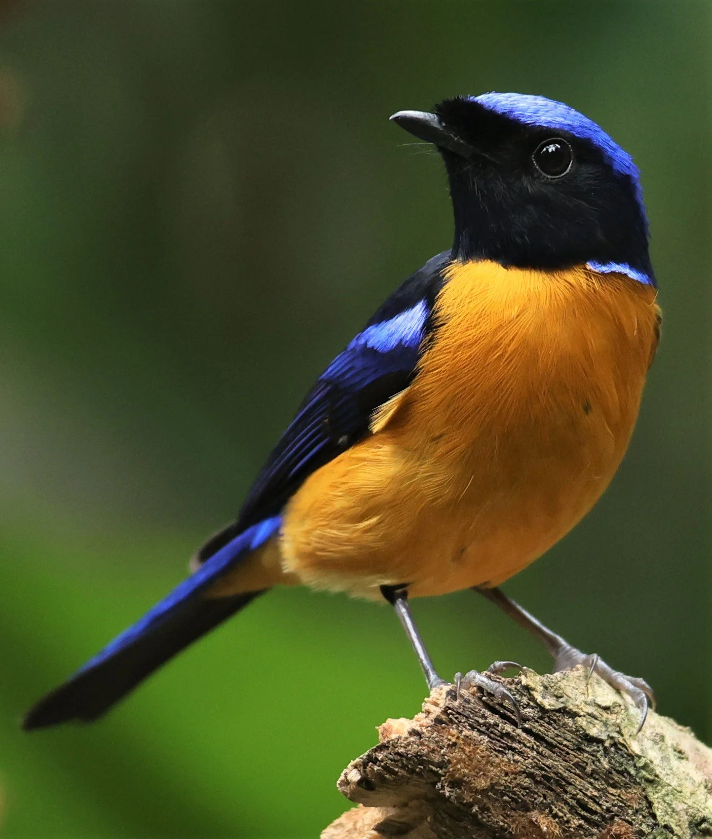 NILTAVA - RUFOUS-BELLIED NILTAVA - Niltava sundar - DOI INTHANON NP CHIANG MAI, DEC 2021 (55).JPG