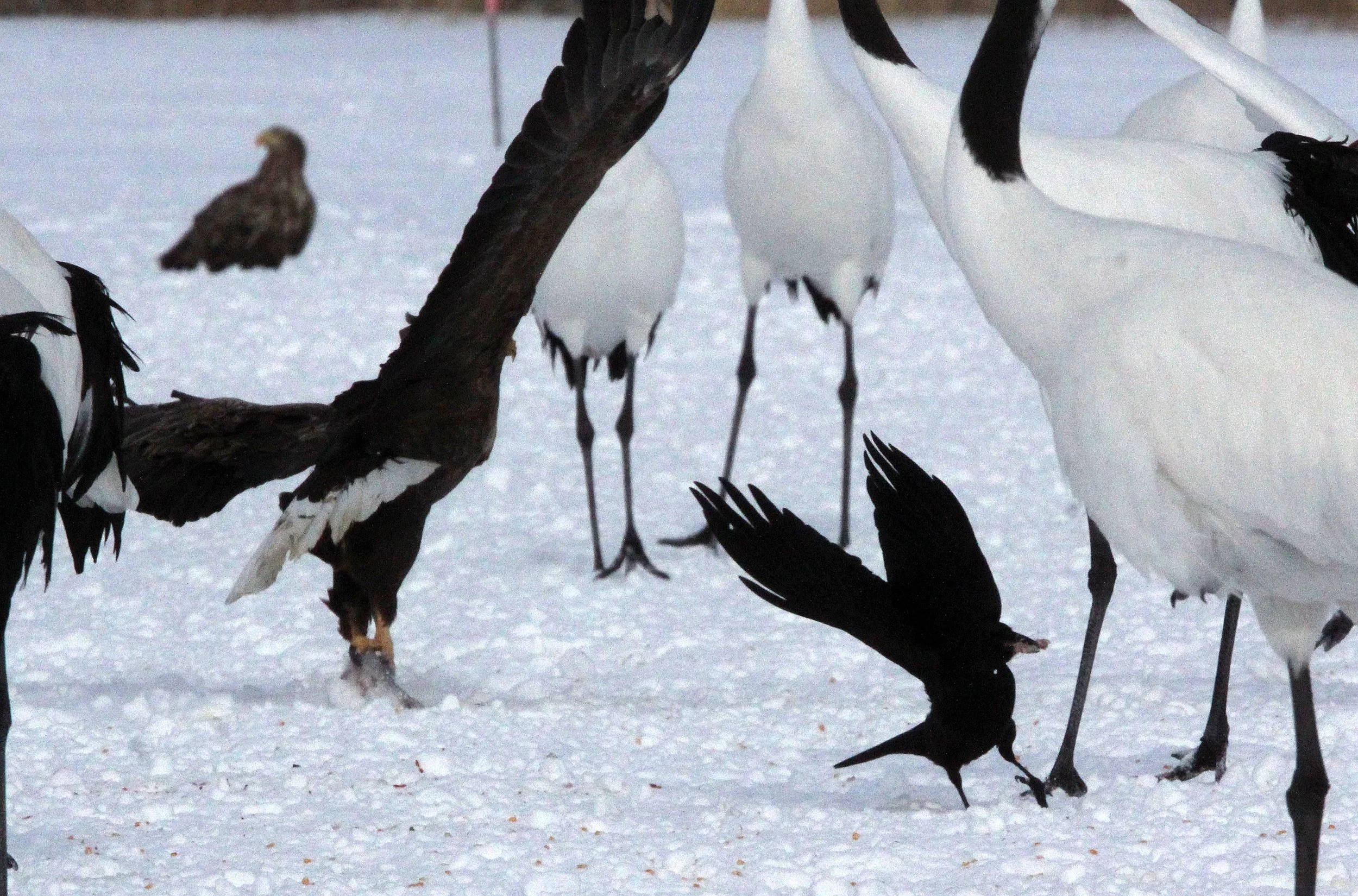 BIRD - EAGLE - WHITE-TAILED EAGLE - AKAN INTERNATIONAL CRANE CENTER - HOKKAIDO JAPAN (79).JPG