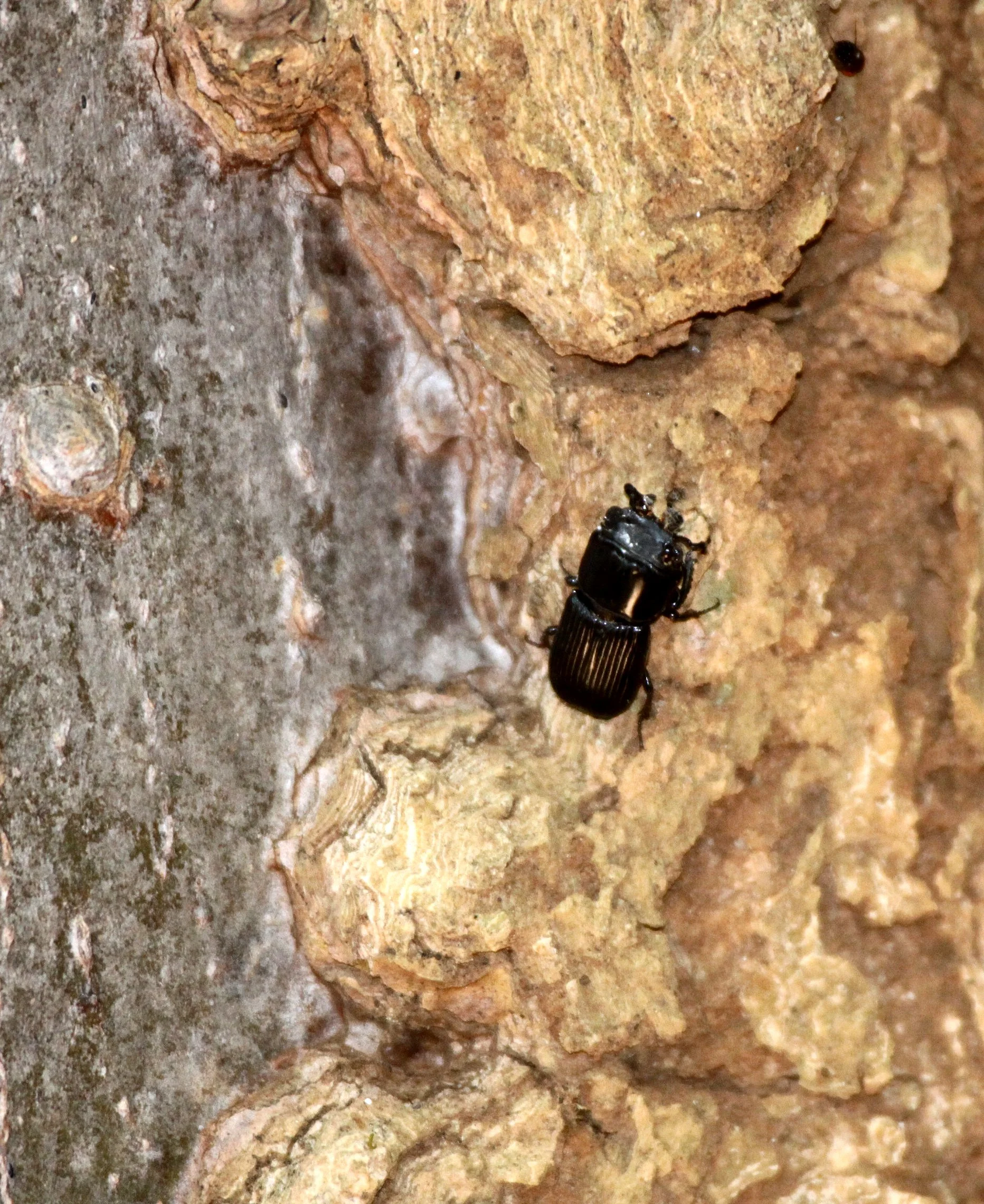 Passalidae species - Ankarana NP, Northern Madagascar (2).JPG