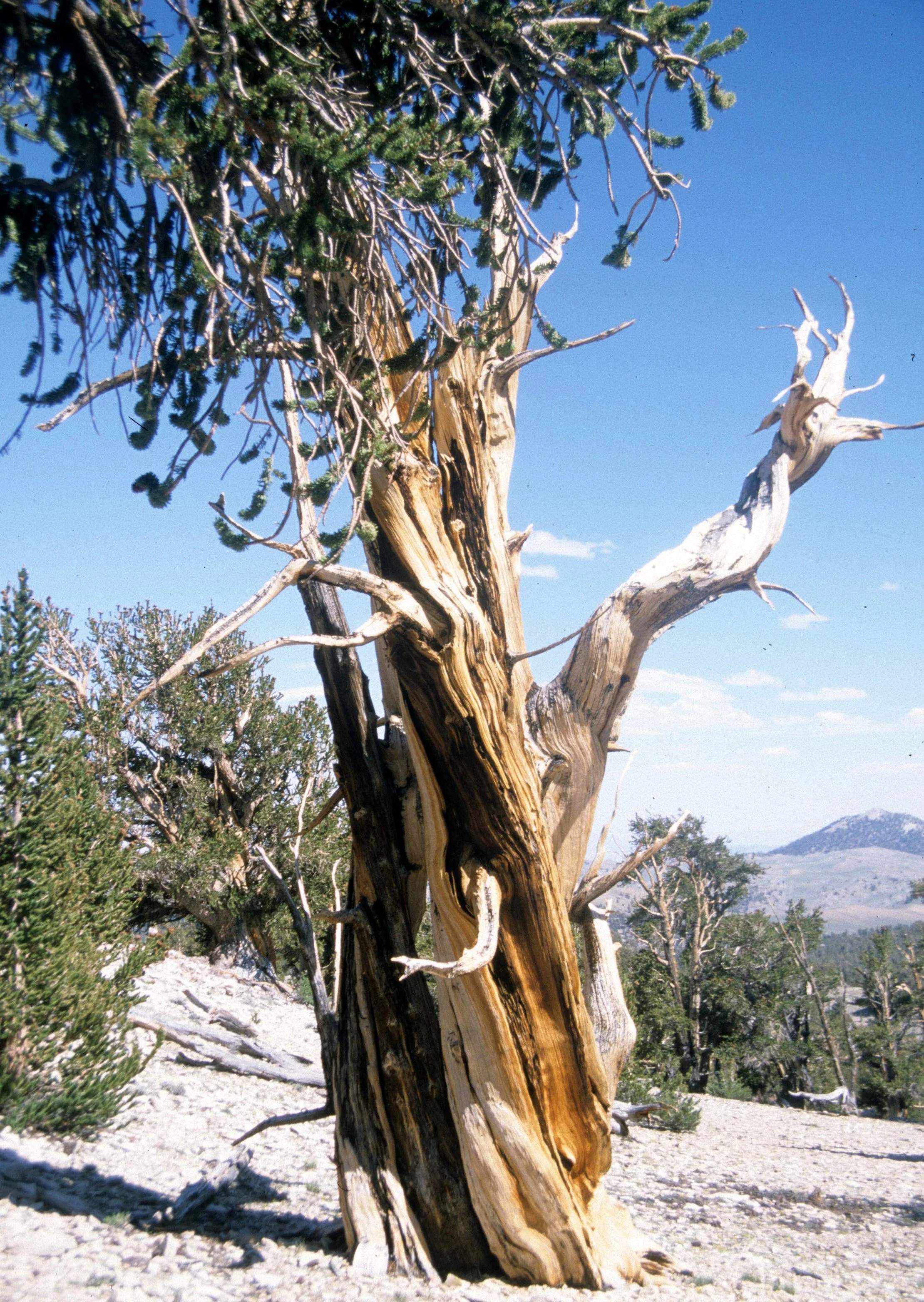 CALIFORNIA - WHITE MOUNTAINS - WRECK (3).jpg