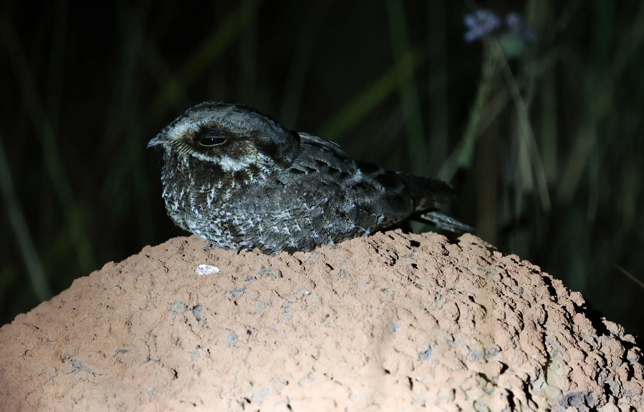 Nightjar - Little Nightjar - Setopagis parvula - Emas National Park, Goias Brazil (11).jpg