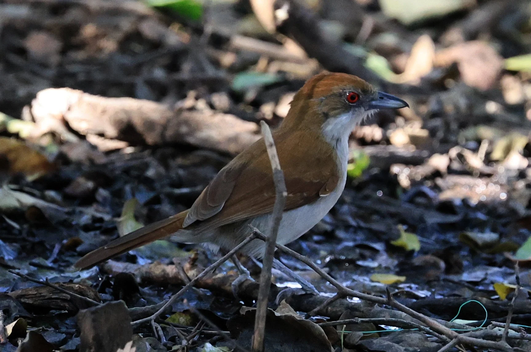 Great Antshrike (Taraba major) female-Agua Dulce Paraguay (1).jpg