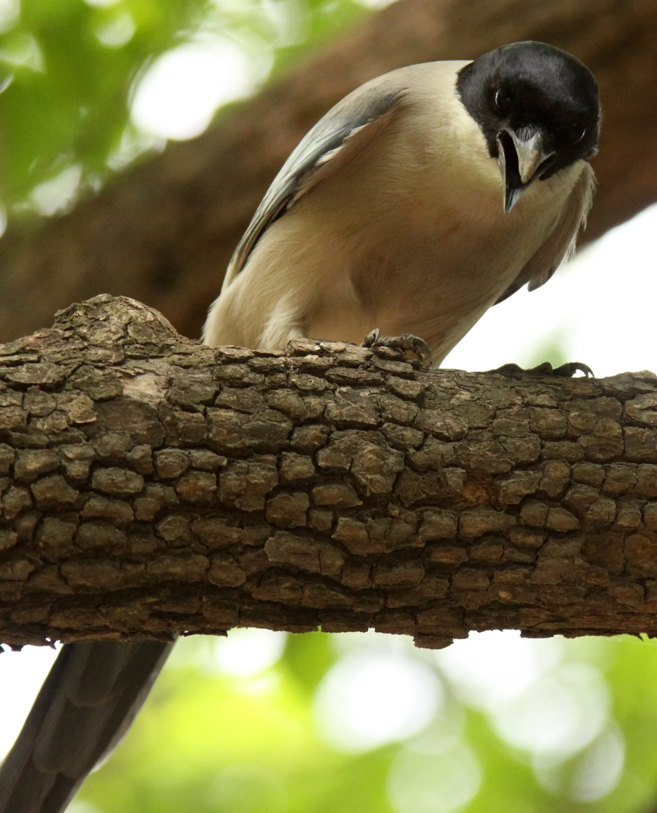 Azure-winged Magpie (Cyanopica cyanus) China and Europe