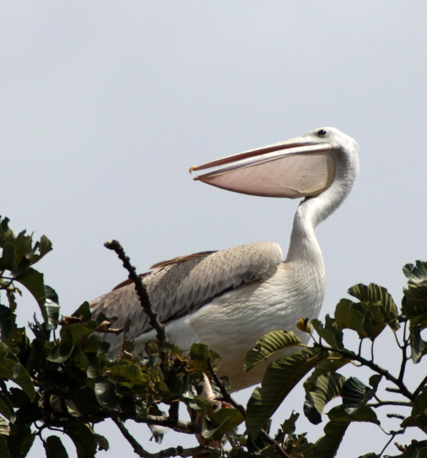 Pelecanus rufescens - PINK-BACKED PELICAN - QE PARK UGANDA (2).JPG