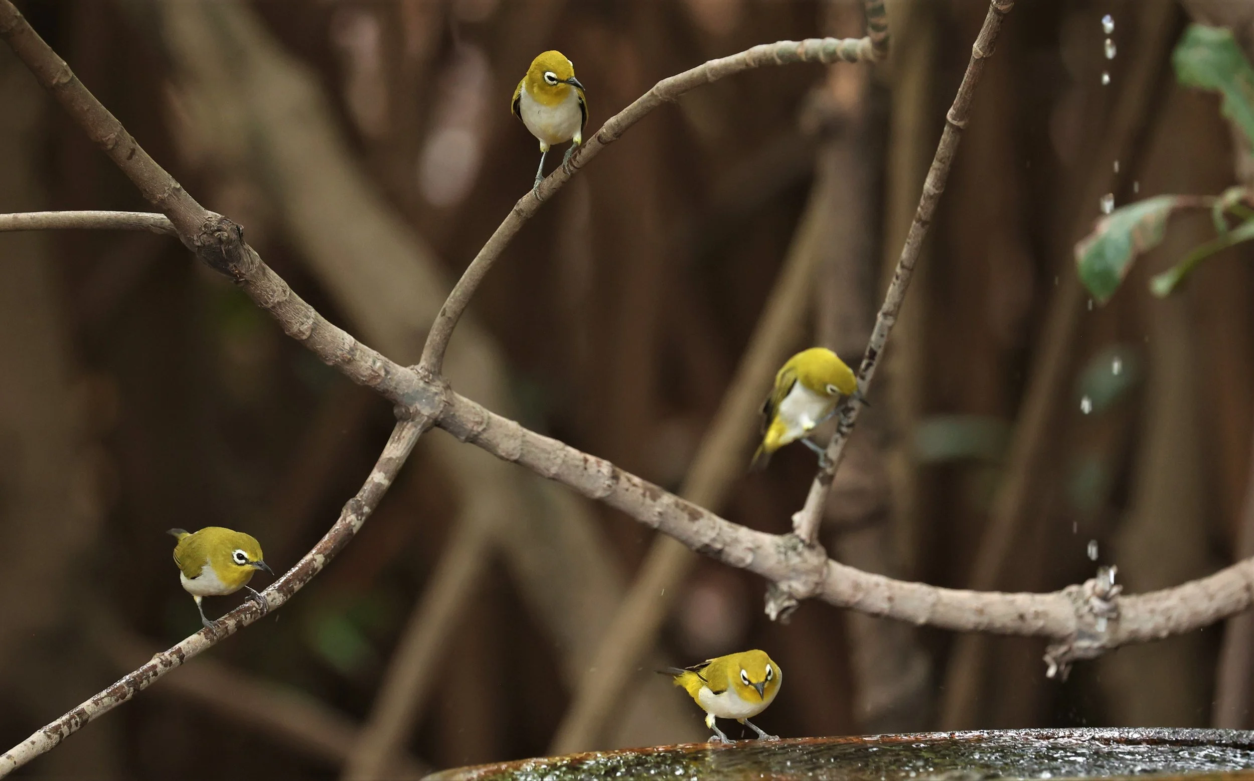 Swinhoe's White-eye (Zosterops simplex) Bang Pu Recreational Park & Mangrove Forest (131).jpg