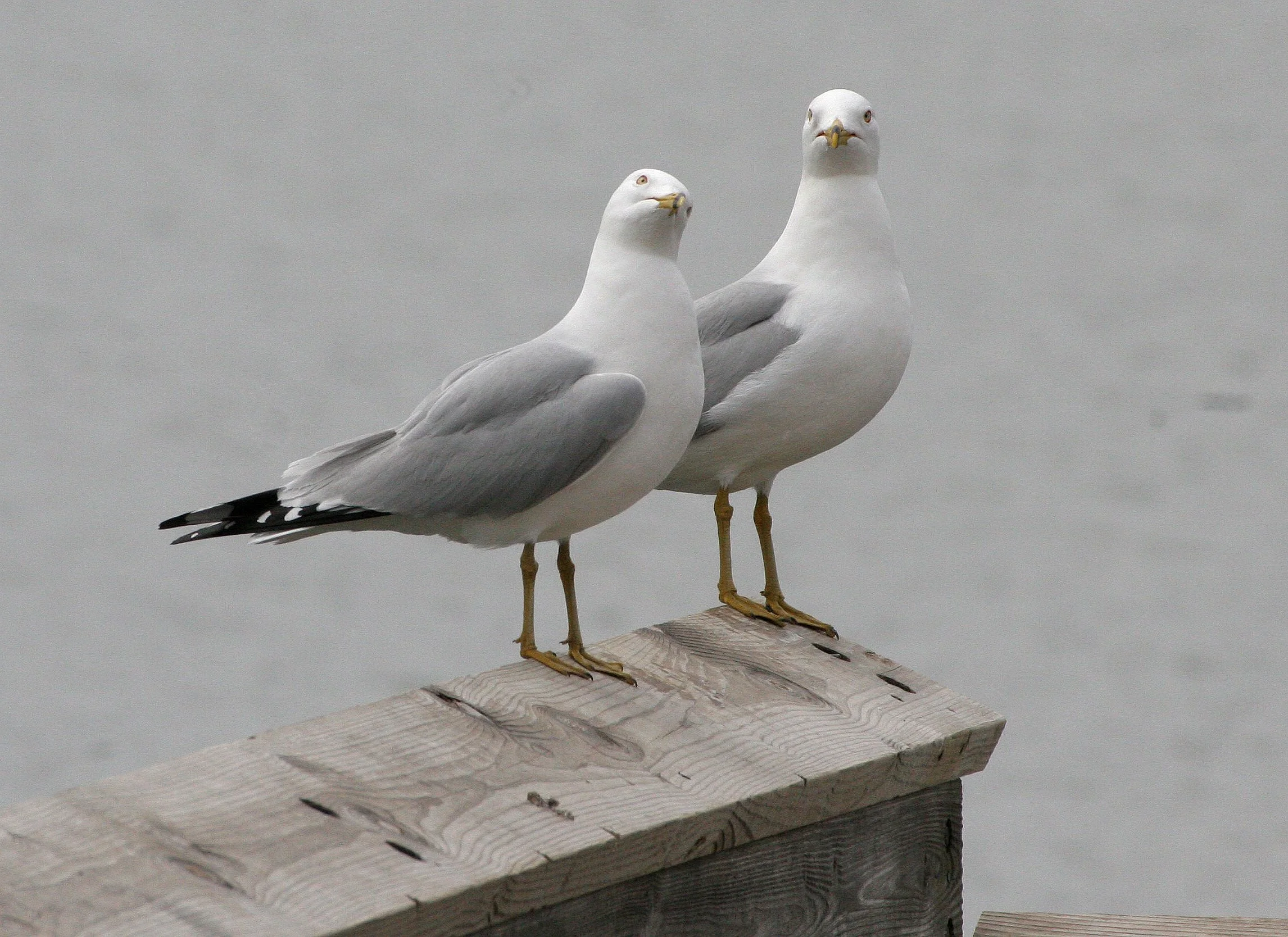 BIRD - GULL - RING-BILLED GULL - WEST BRANCH OF DUPAGE RIVER ILLINOIS RESERVE (5).JPG