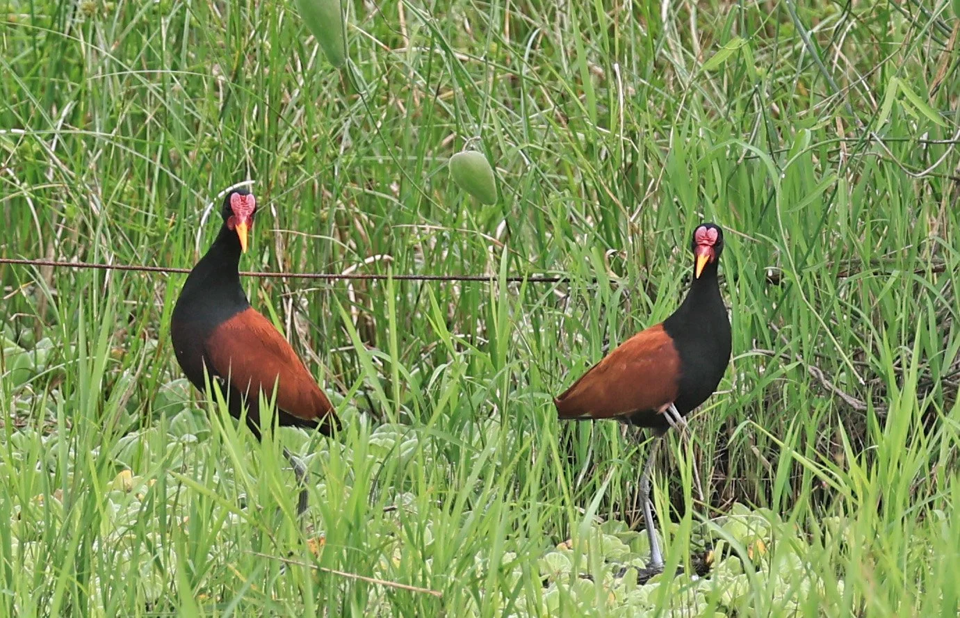 Wattled Jacana (Jacana jacana) Wet Chaco Habitat - Wetlands along Road between Pozo Colorado & Asuncion (1.jpg