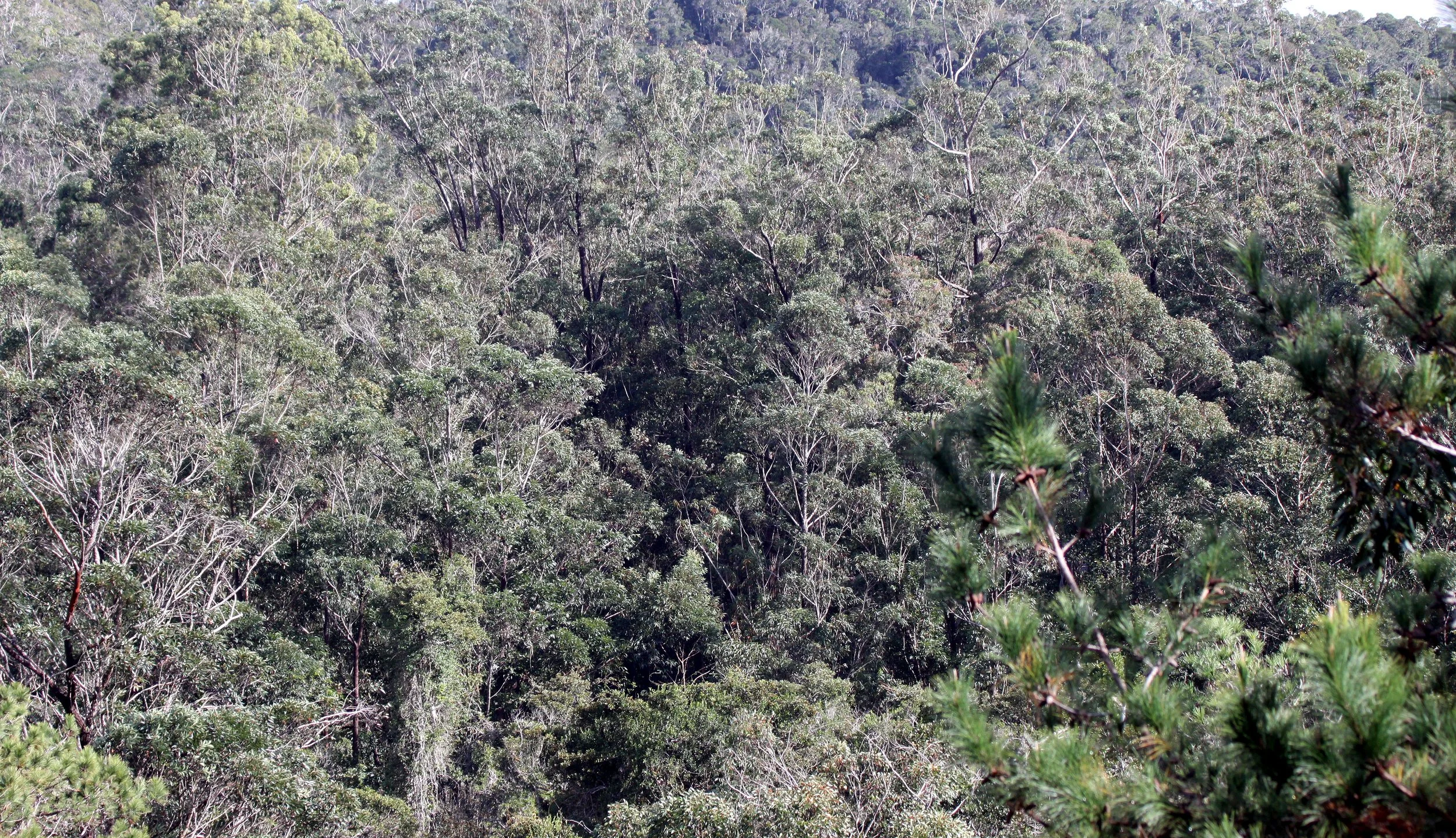 MANTADIA NATIONAL PARK MADGASCAR - VIEW OF THE FOREST.JPG