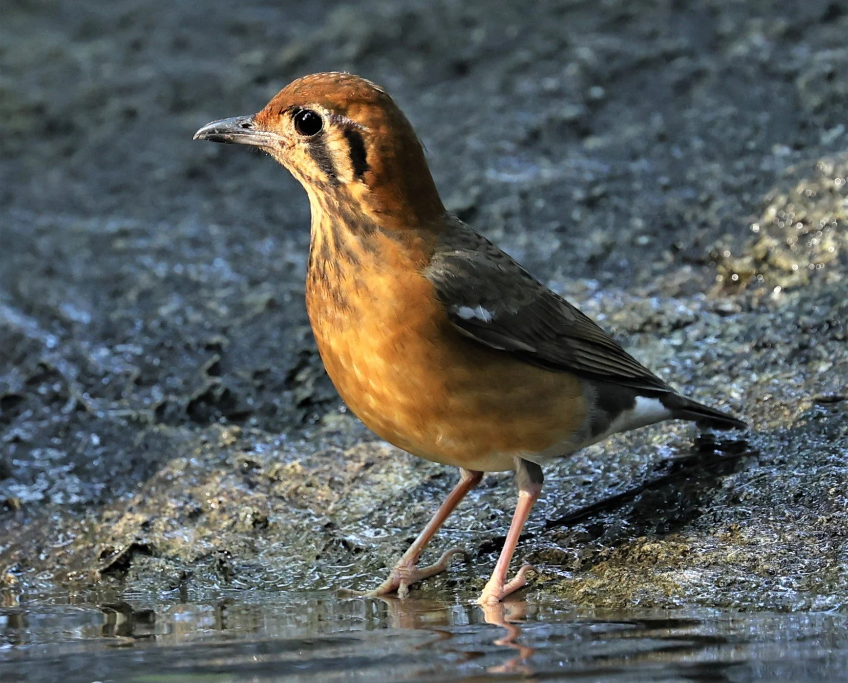 Orange-headed Thrush (Zoothera citrina) Wat Tham Prathum Chonburi Thailand (15).jpg