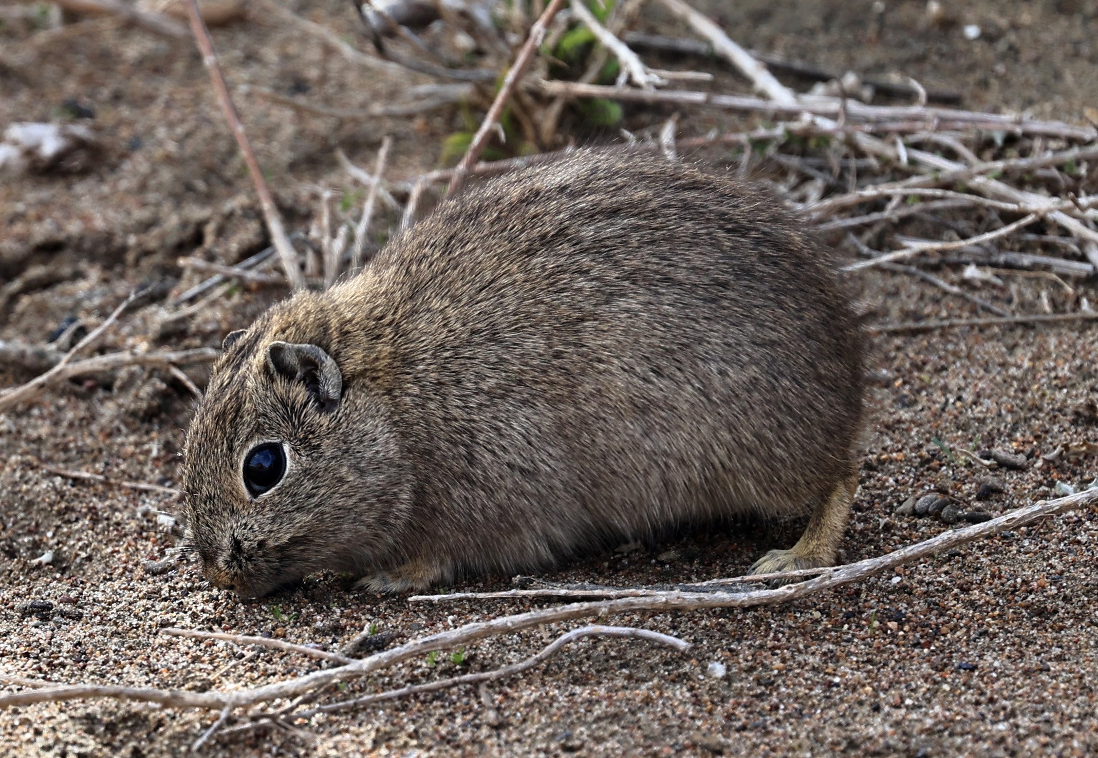 Southern Mountain Cavy (Microcavia australis) Valdes Peninsula, Chubut Province, Argentina Day 2 (1 (110).jpg
