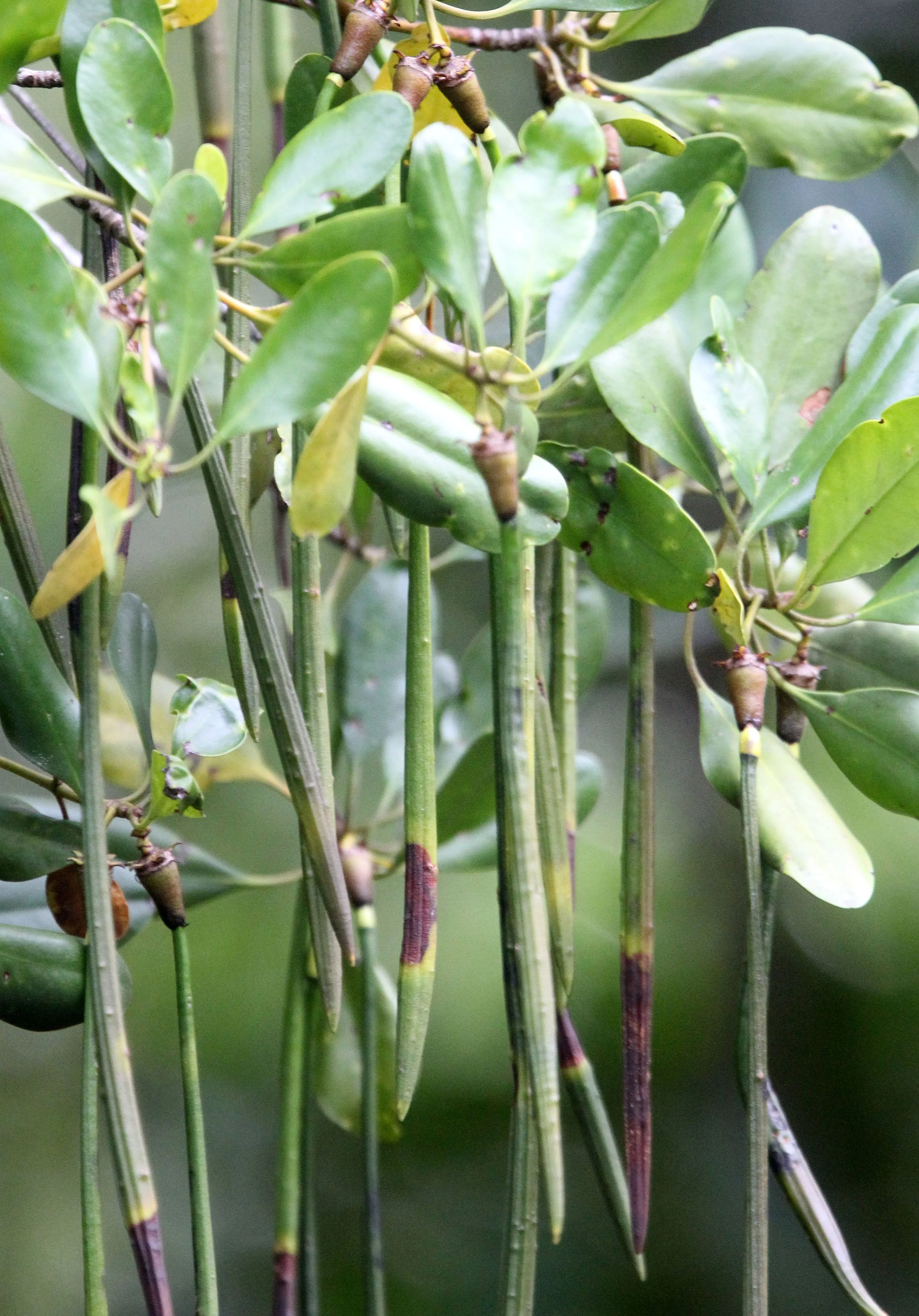 TANGKOKO NATIONAL PARK SULAWESI INDONESIA (61).JPG