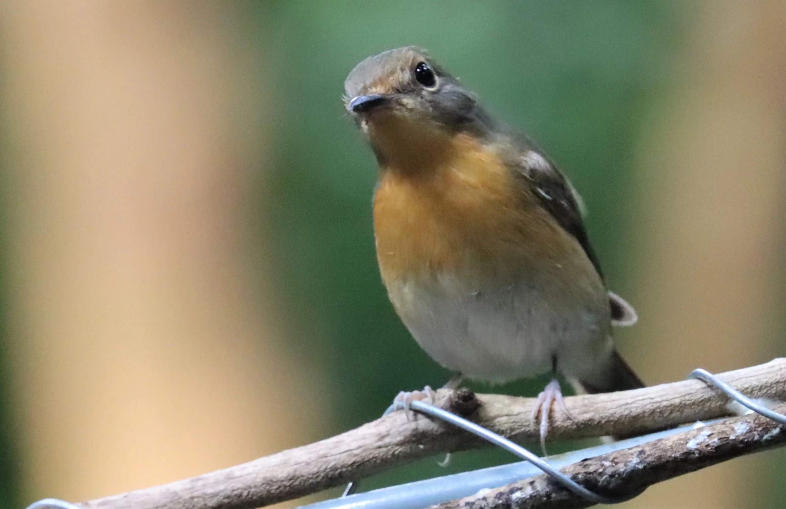 FLYCATCHER - LARGE BLUE FLYCATCHER - Cyornis magnirostris - WAT THAM PRATHUN CHONBURI (23).JPG