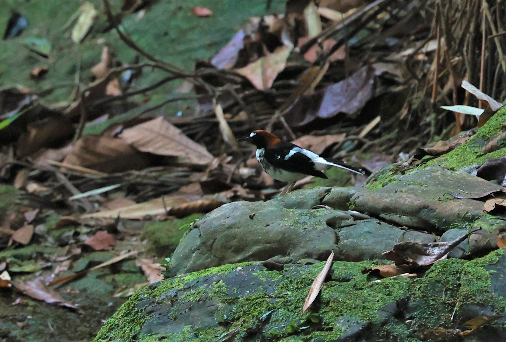 FORKTAIL - Chestnut-naped Forktail - Enicurus ruficapillus - Si Phang Nga National Park, Thailand Feb 18-19, 2023 (8).jpg