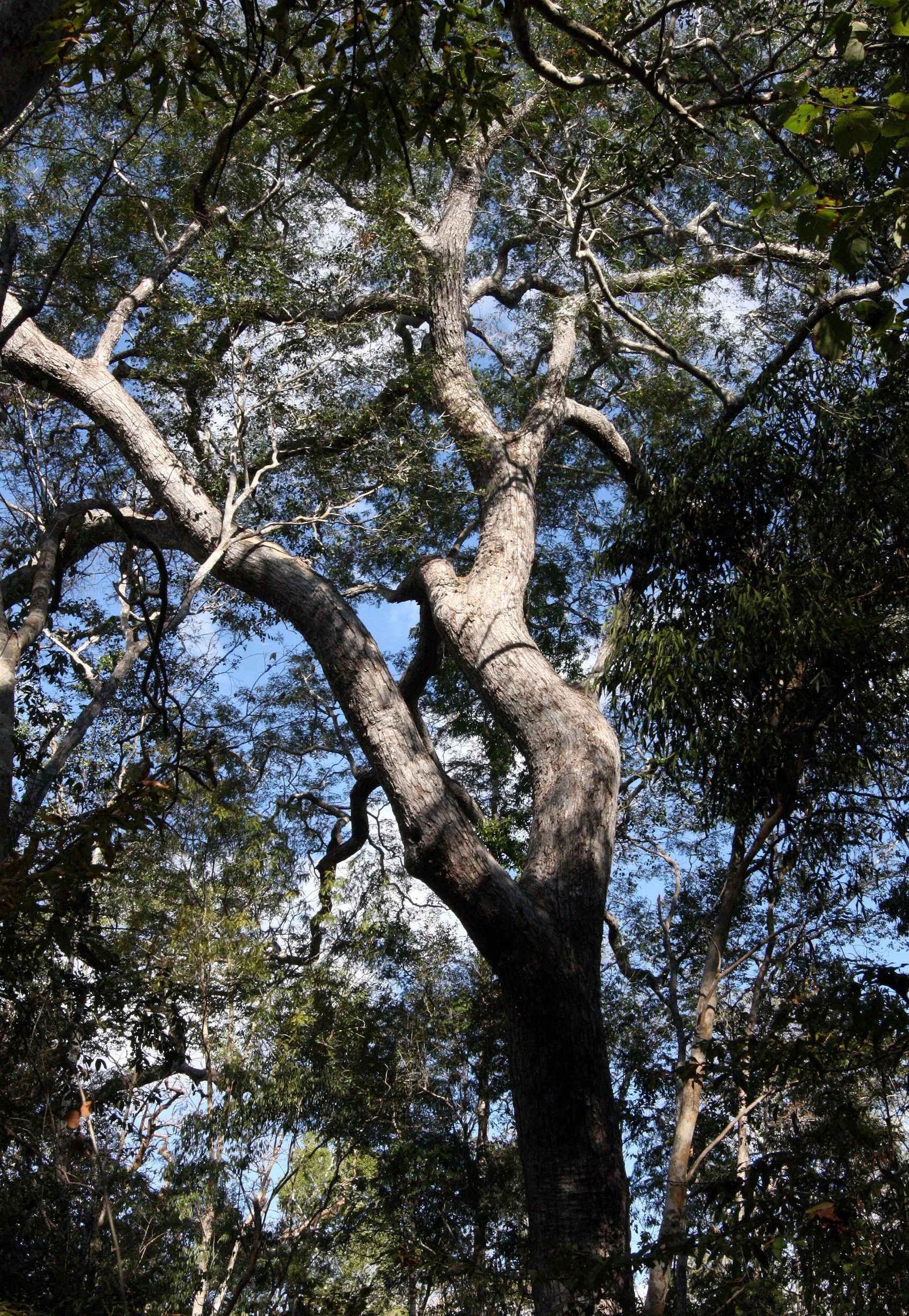 PLANT - TREE SPECIES - KIRINDY NATIONAL PARK MADAGASCAR (6).JPG