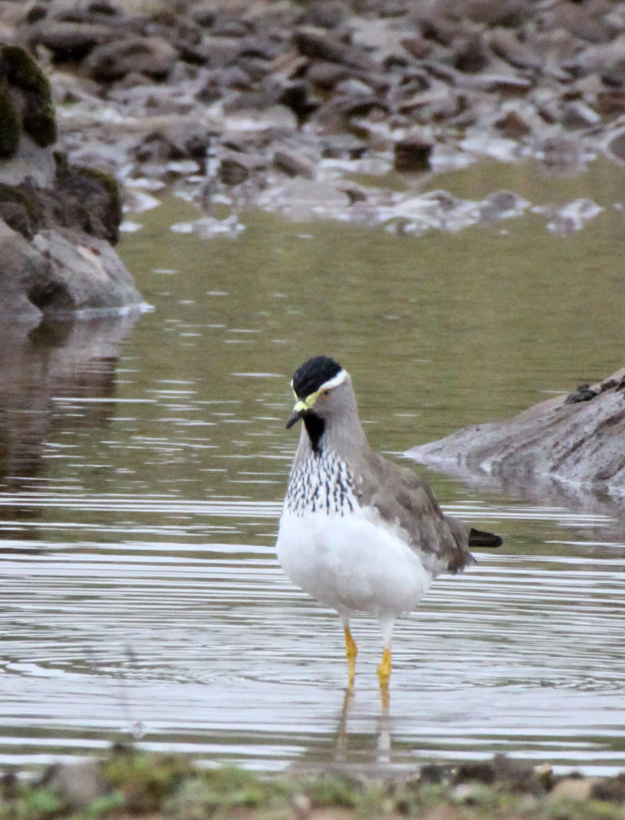 LAPWING - SPOT-BREASTED LAPWING (PLOVER) - Vanellus melanocephalus - BALE MOUNTAINS NATIONAL PARK ETHIOPIA  (3).JPG