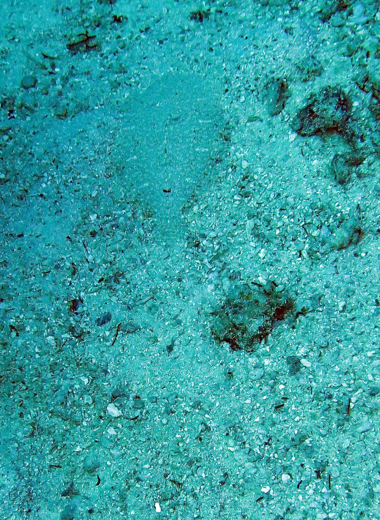 Soleidae - Soleichthys heterorhinos - Sole Species - Blue Edged maybe - Similans Thailand (6).JPG