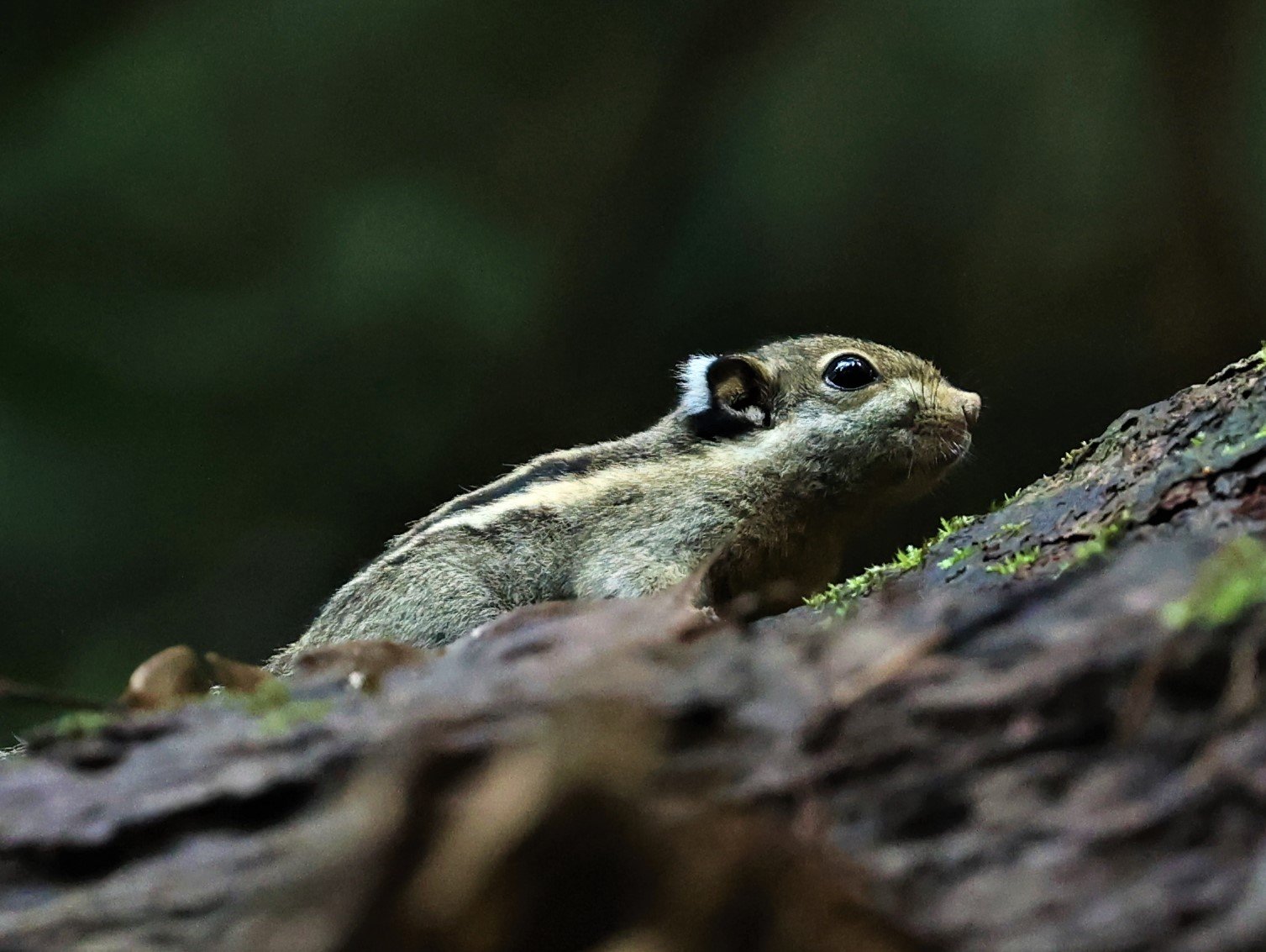 Tamiops mcclellandii - HIMALAYAN STRIPED SQUIRREL - BUKIT TINGGI MALAYSIA JUNE 2022 (14).jpg