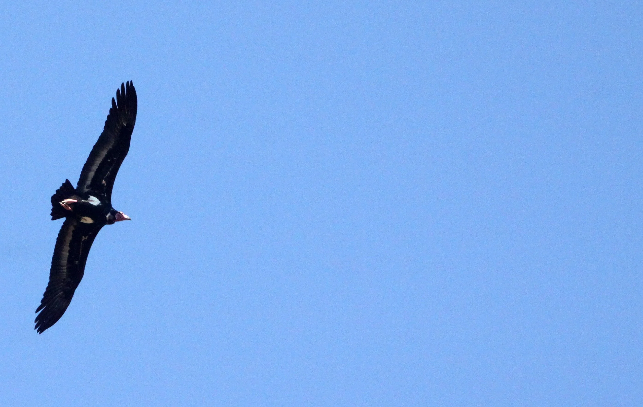 Sarcogyps calvus - RED-HEADED (ASIAN KING) VULTURE - KANHA NATIONAL PARK INDIA (15).JPG