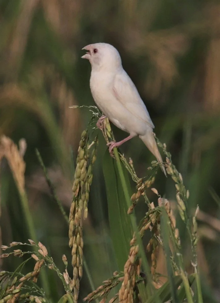 MUNIA - SCALY BREASTED MUNIA - Lonchura punctulata - ALBINO FORM - PATHUM THANI RICE RESEARCH CENTER 14 SEPT 2021 (11).jpg