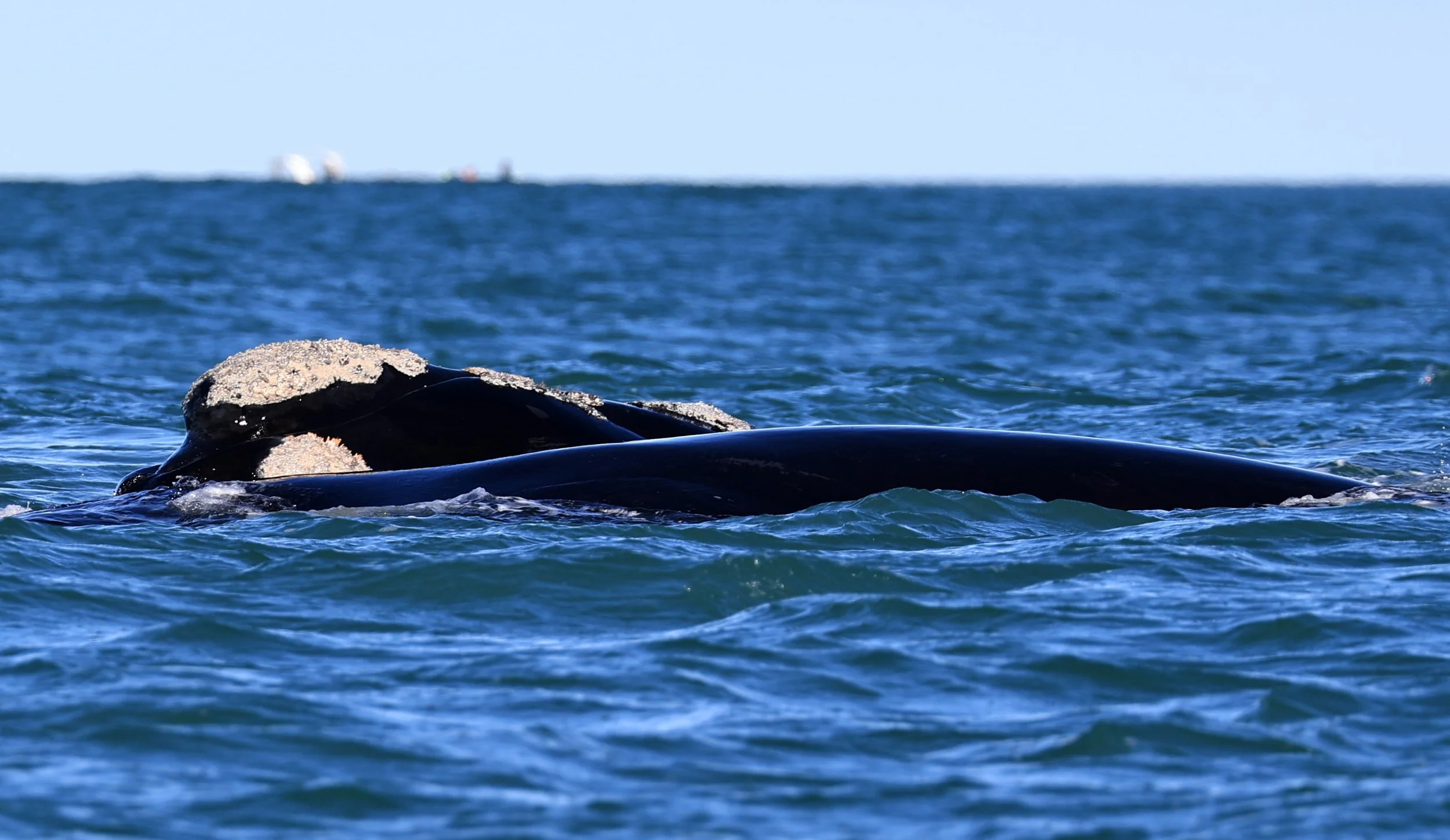 Southern Right Whale (Eubalaena australis) Puerto Rawson Argentina (33).jpg