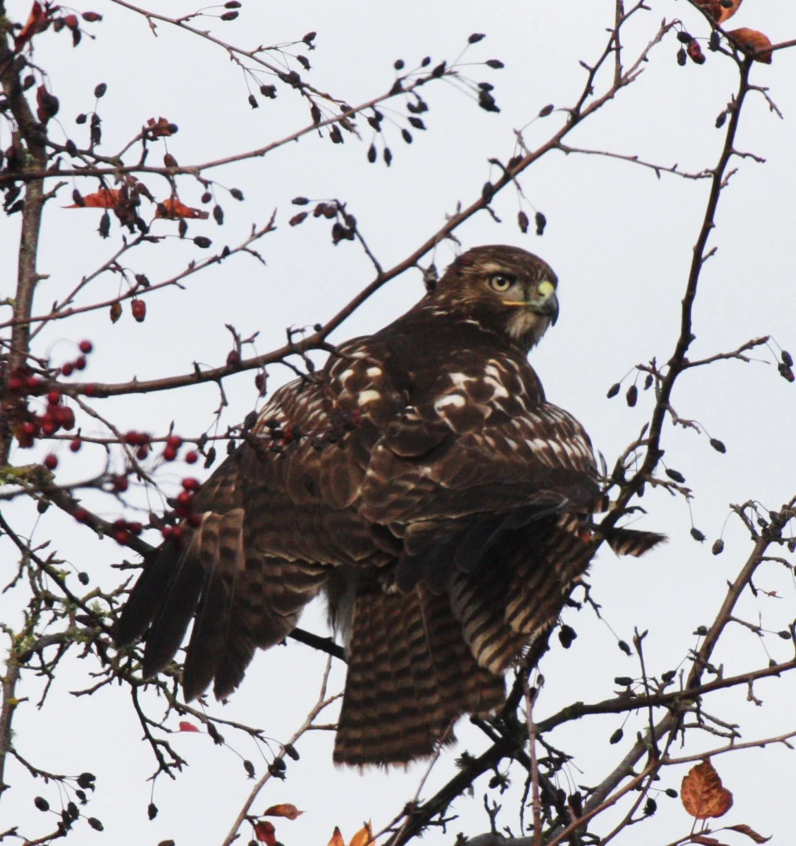 BIRD - HAWK - RED-TAILED HAWK - JAMESTOWN WA (10).JPG