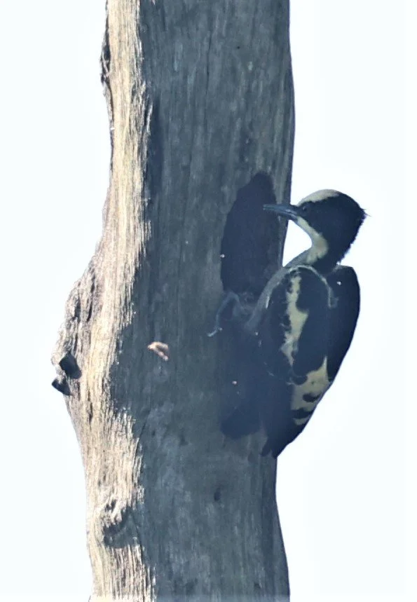 WOODPECKER - HEART-SPOTTED WOODPECKER - Hemicircus canente - KAENG KRACHAN 20 OCT 2021 (22).jpg
