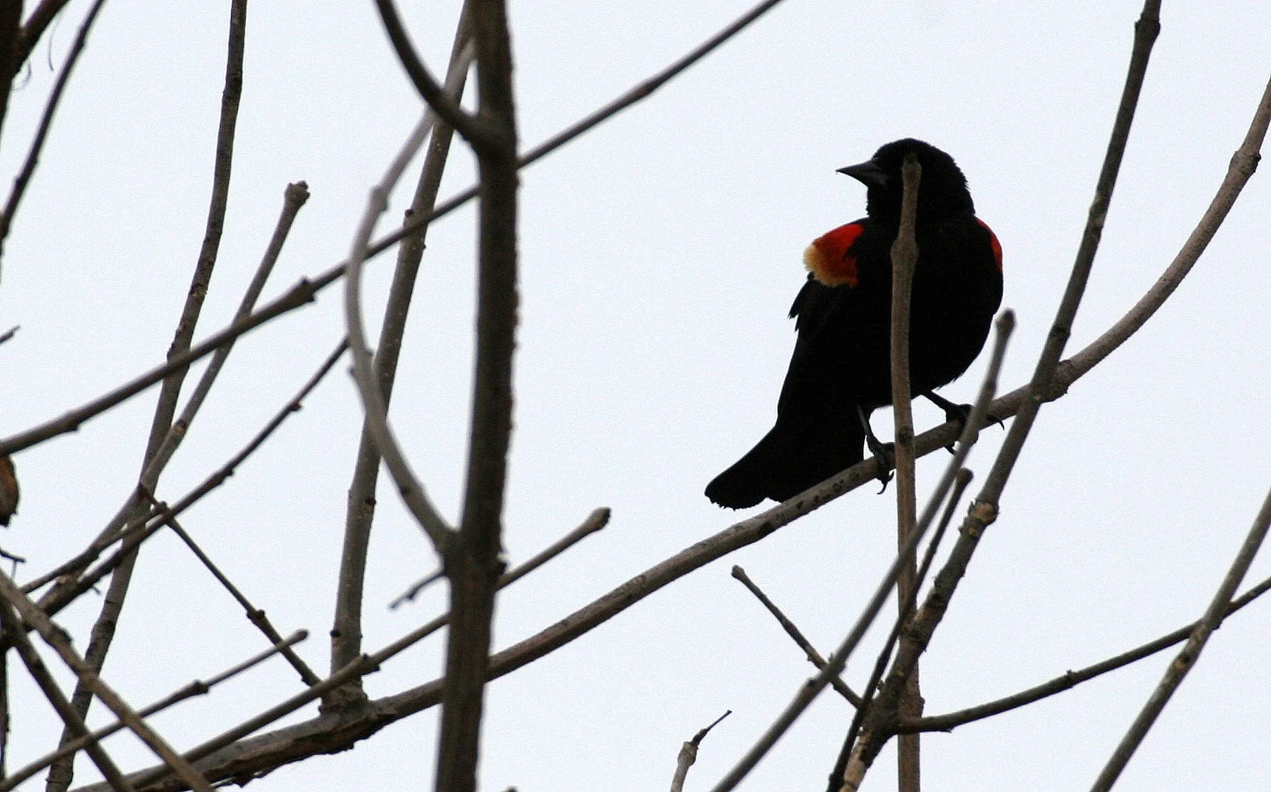 Red-winged Blackbird (Agelaius phoeniceus) Lincoln Marsh Wheaton Illinois (4).JPG