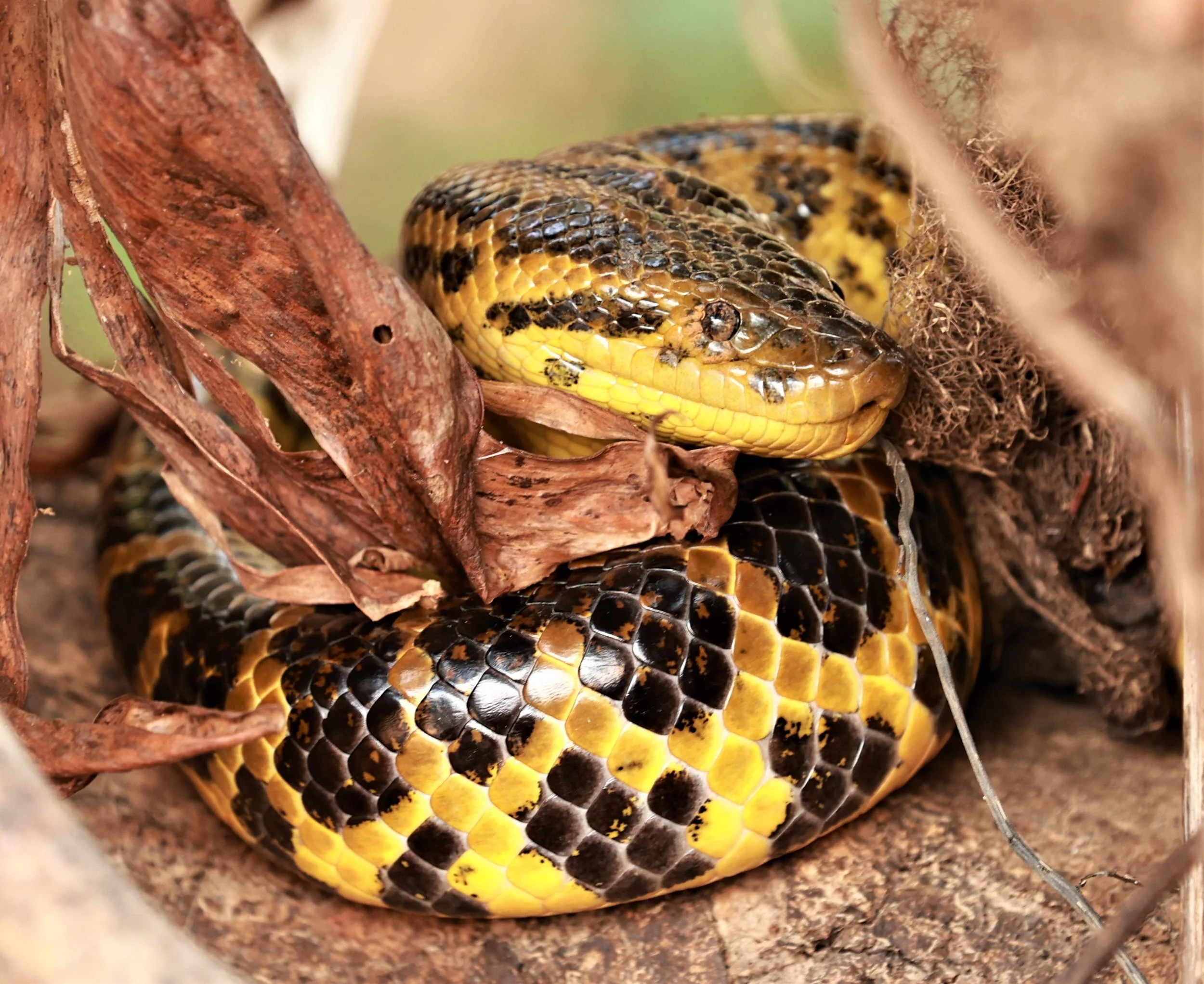 Eunectes notaeus - Yellow Anaconda - Pantanal, Encontro das Águas State Park, Porto Jofre, Cuiaba River, Brazil (19).JPG