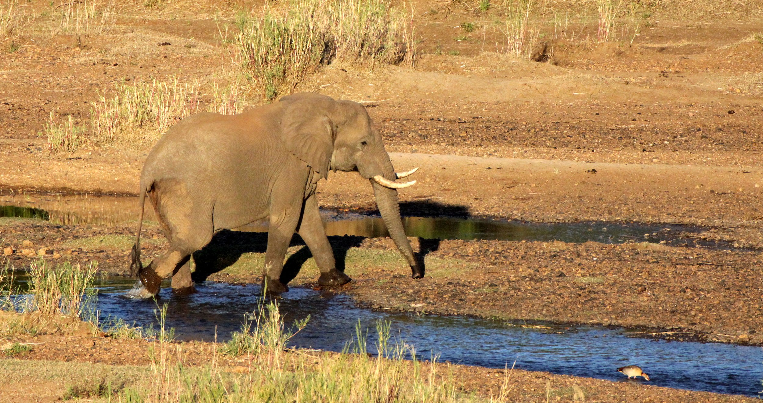 ELEPHANT - AFRICAN ELEPHANT - ALONG THE OLIFANTS RIVER - KRUGER NATIONAL PARK SOUTH AFRICA (5).JPG