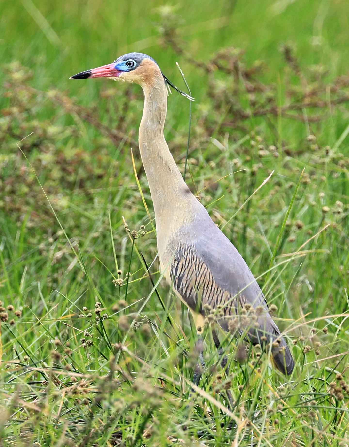 Whistling Heron (Syrigma sibilatrix) Agua Dulce Paraguay (6).jpg