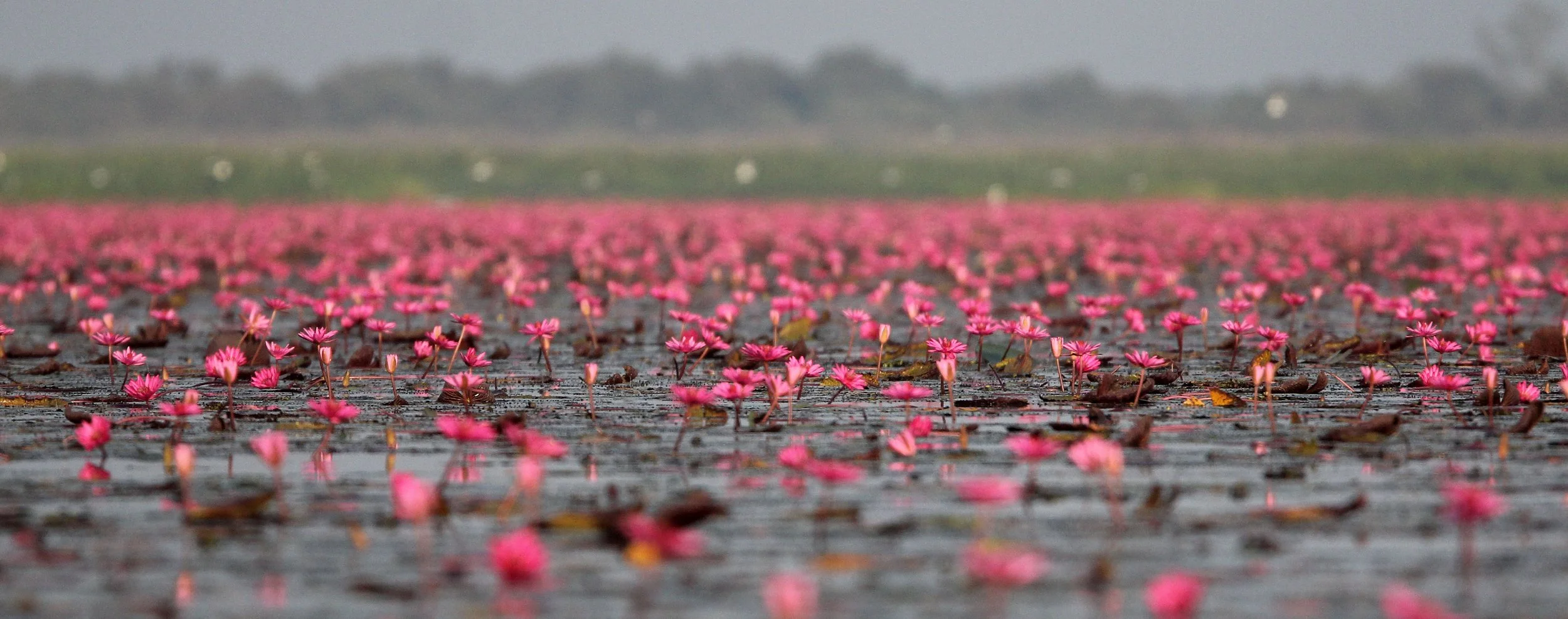 2018 Thale Noi Bird Sanctuary Patthalung (55).JPG
