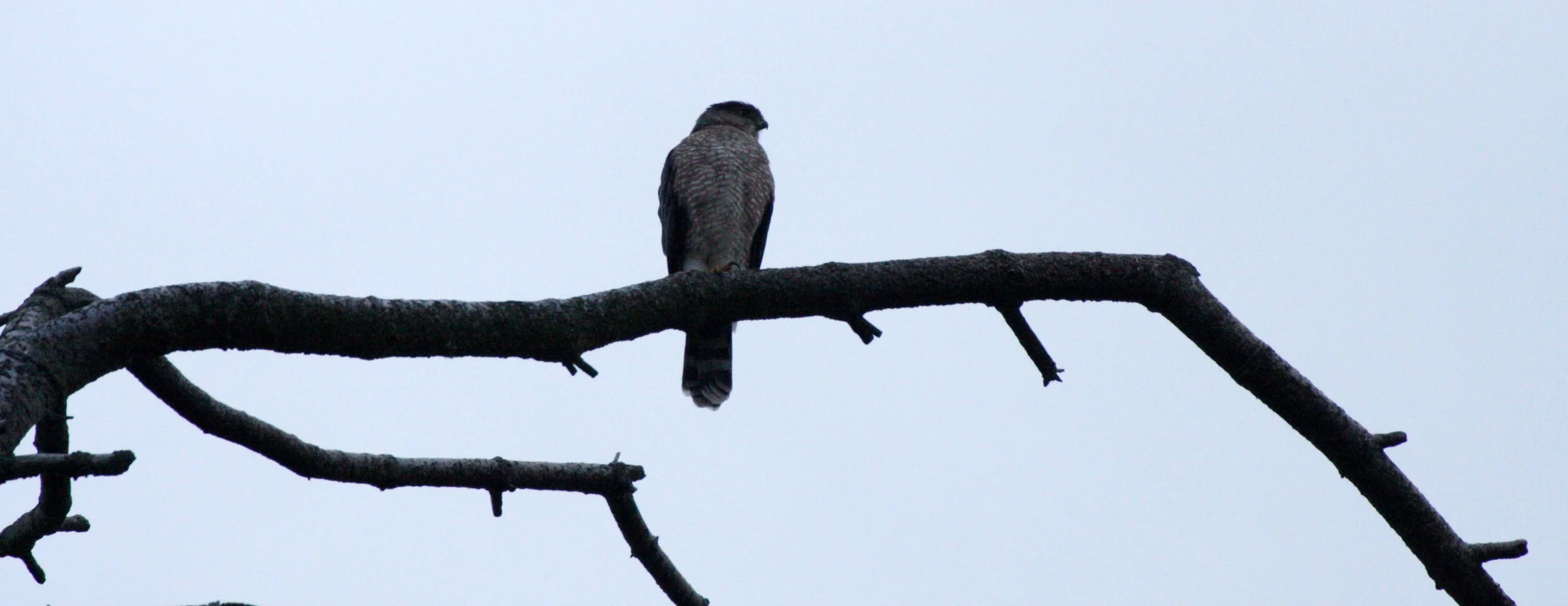 Accipiter cooperii - COOPERS HAWK - SEQUIM PRAIRIE (4).JPG