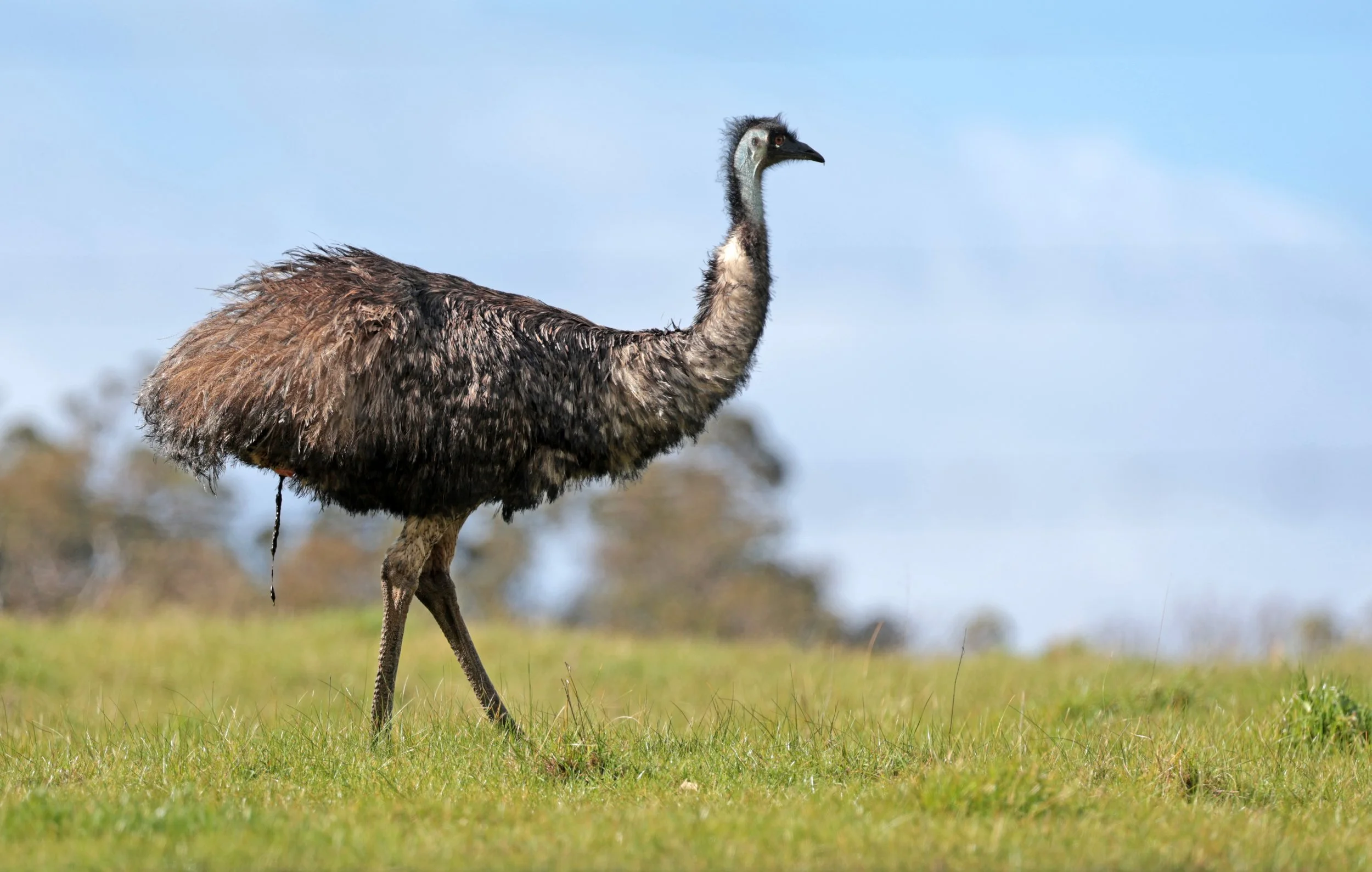 Emu (Dromaius novaehollandiae) Mt Frankland NP - Western Australia (39).jpg
