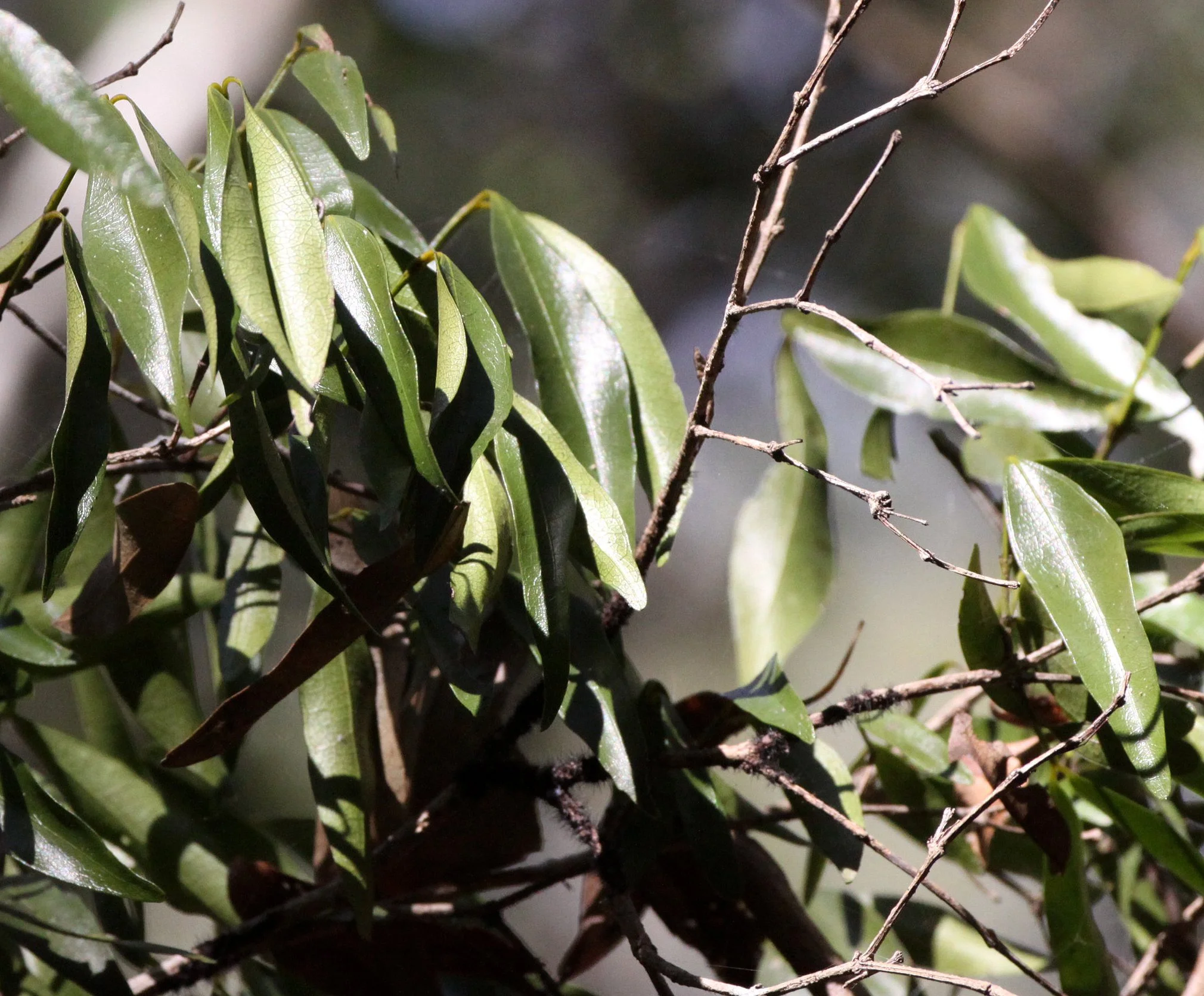 PLANT - SPECIES - KIRINDY NATIONAL PARK - MADAGASCAR (11).JPG