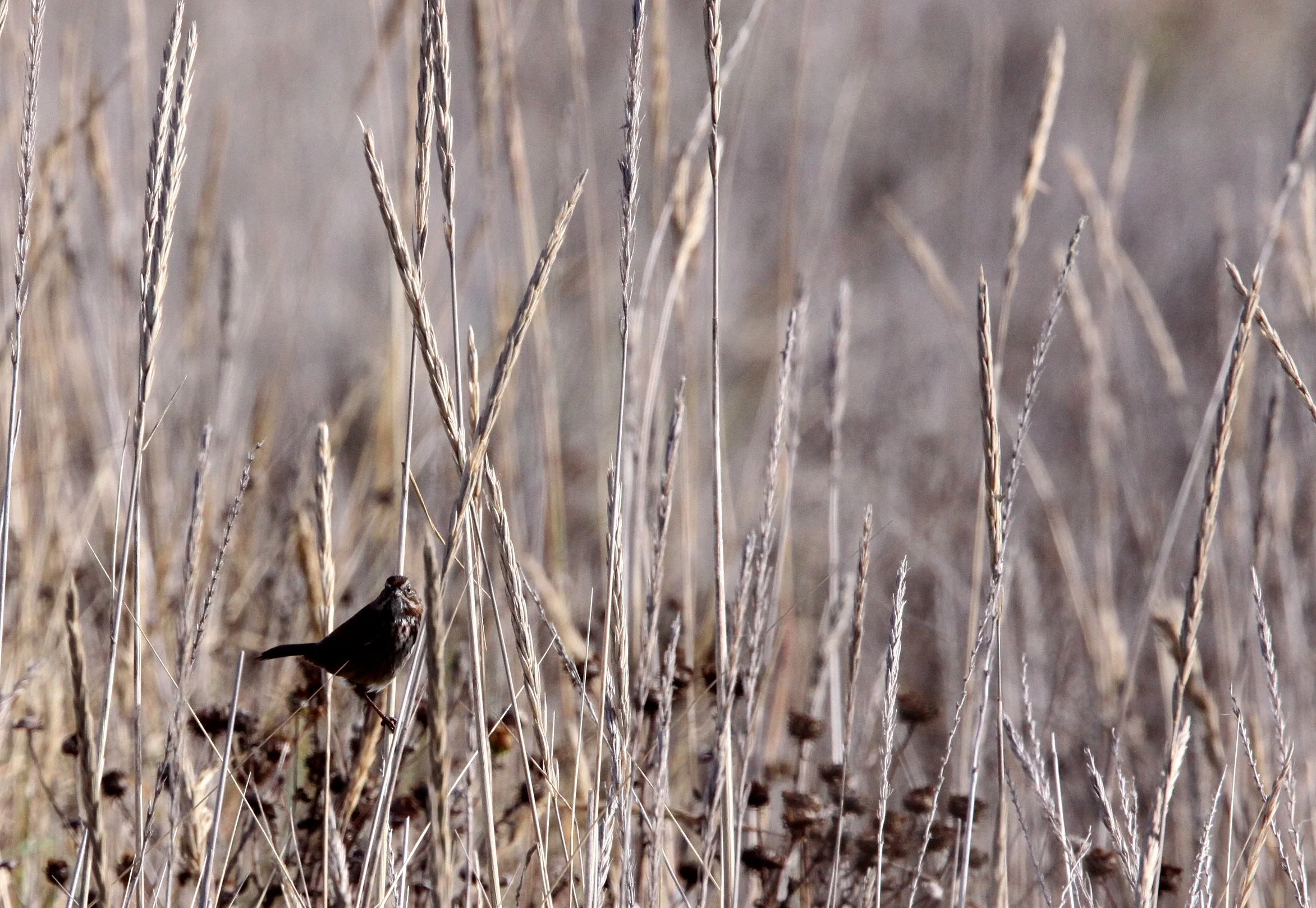 Song Sparrow (Melospiza melodia) Jamestown Washington (3).JPG