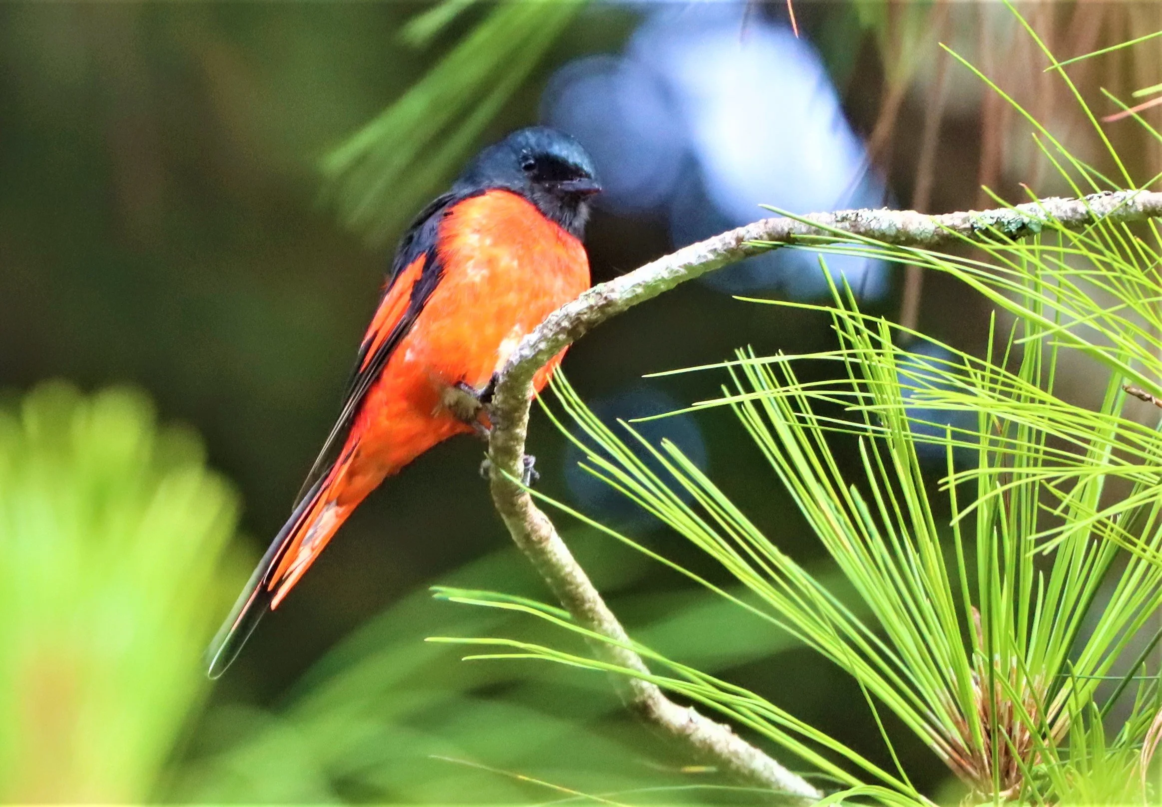 Shortbilled Minivet (Pericrocotus brevirostris) Doi Ang Kang Chiang