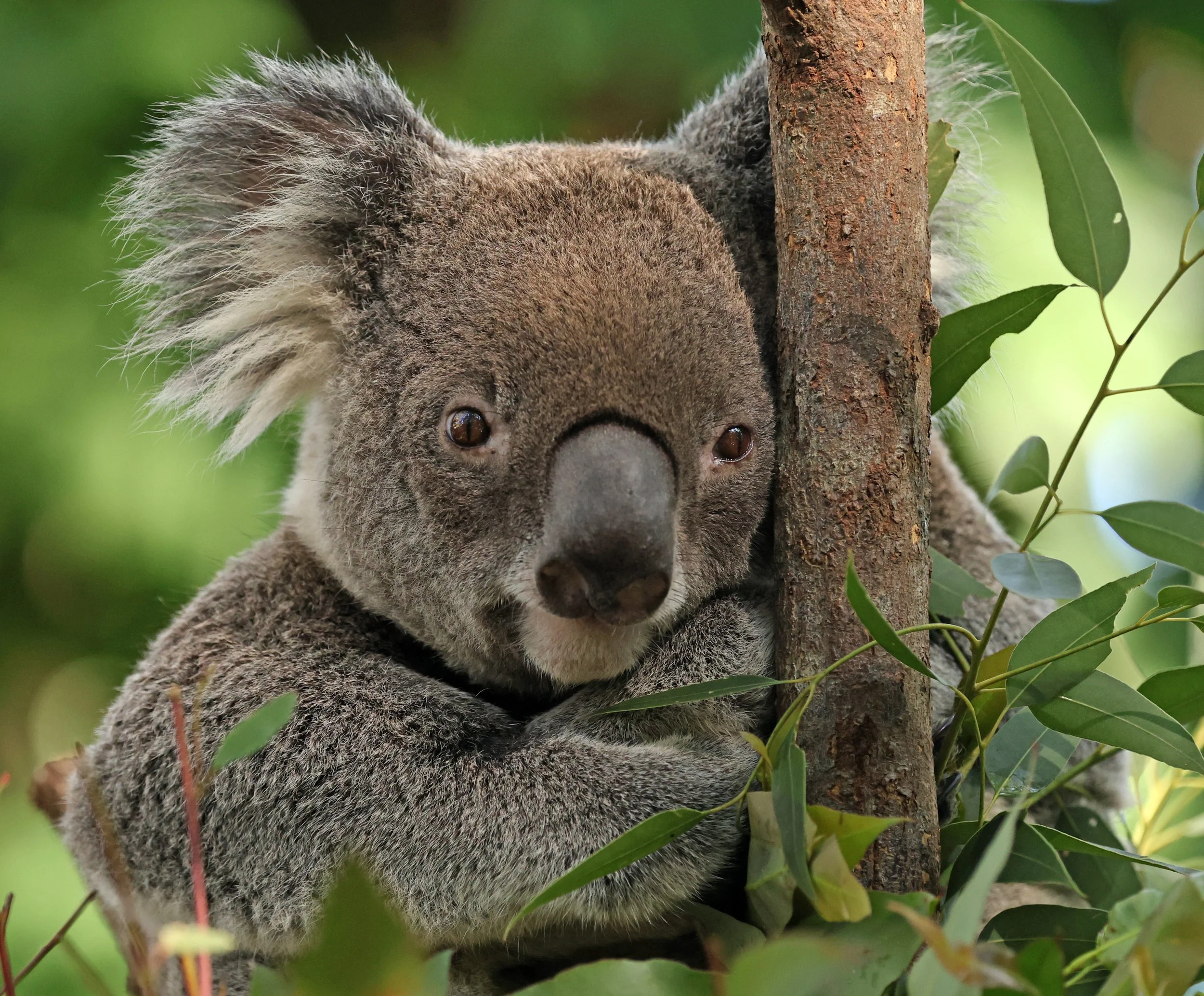 Queensland Koala (Phascolarctos cinereus adustus) Koala Trail Road and Locations South of Brisbane - Queensland