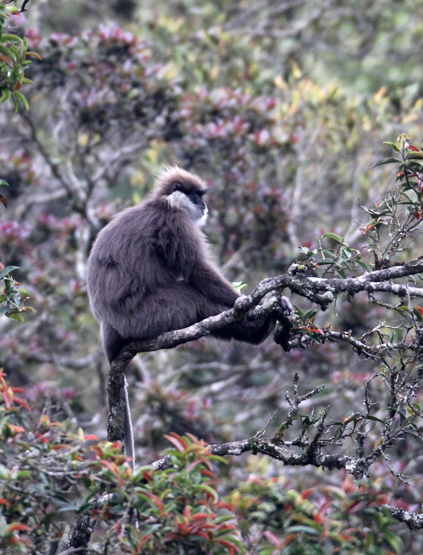 CERCOPITHECIDAE - Semnopithecus vetulus monticola - BEAR OR MONTANE PURPLE-FACED LEAF MONKEY - NUWARA ELIYA, HORTON PLAINS SRI LANKA (23).JPG