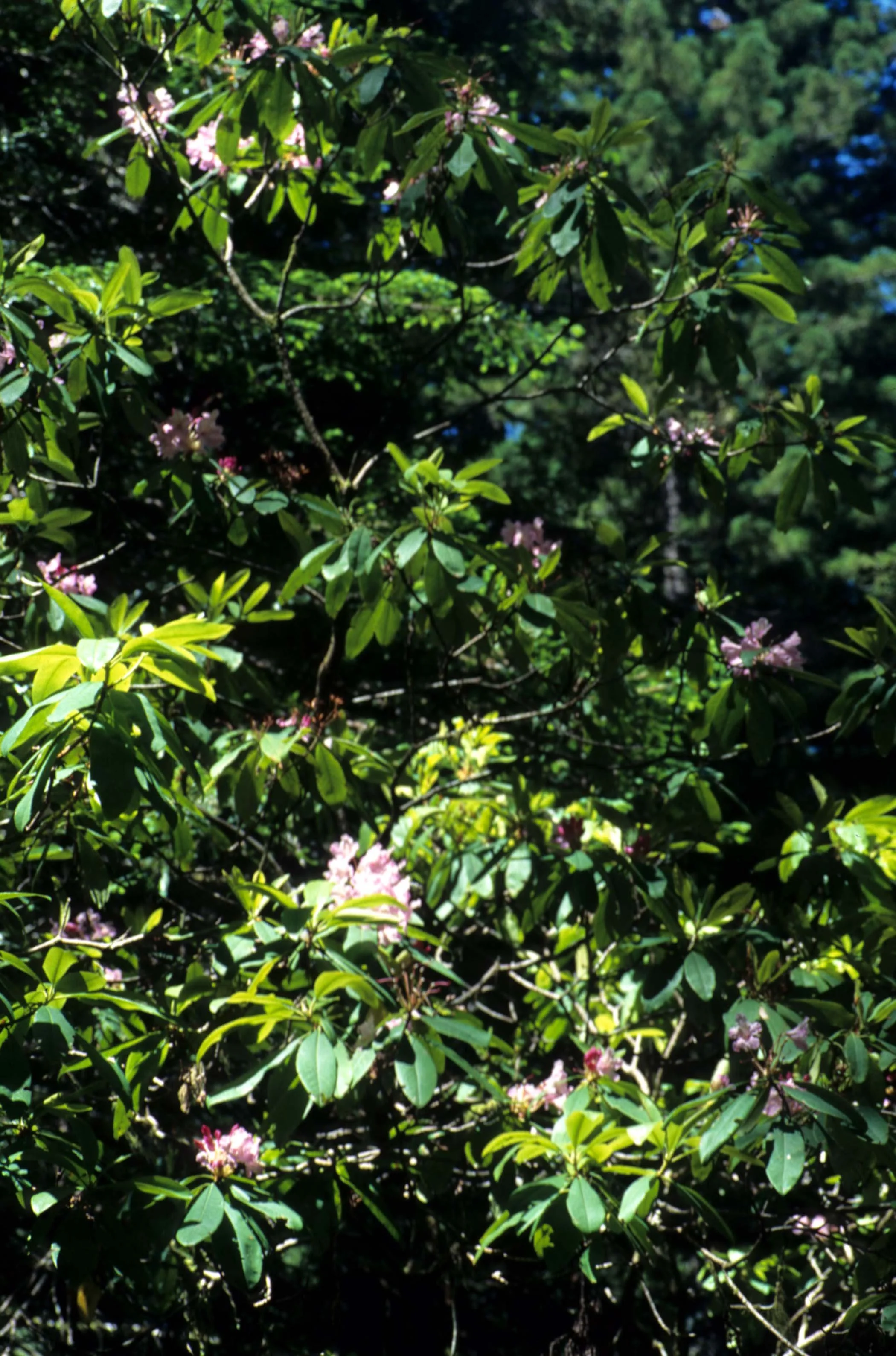 CALIFORNIA - REDWOODS NP - RHODODENDRON SPECIES.jpg