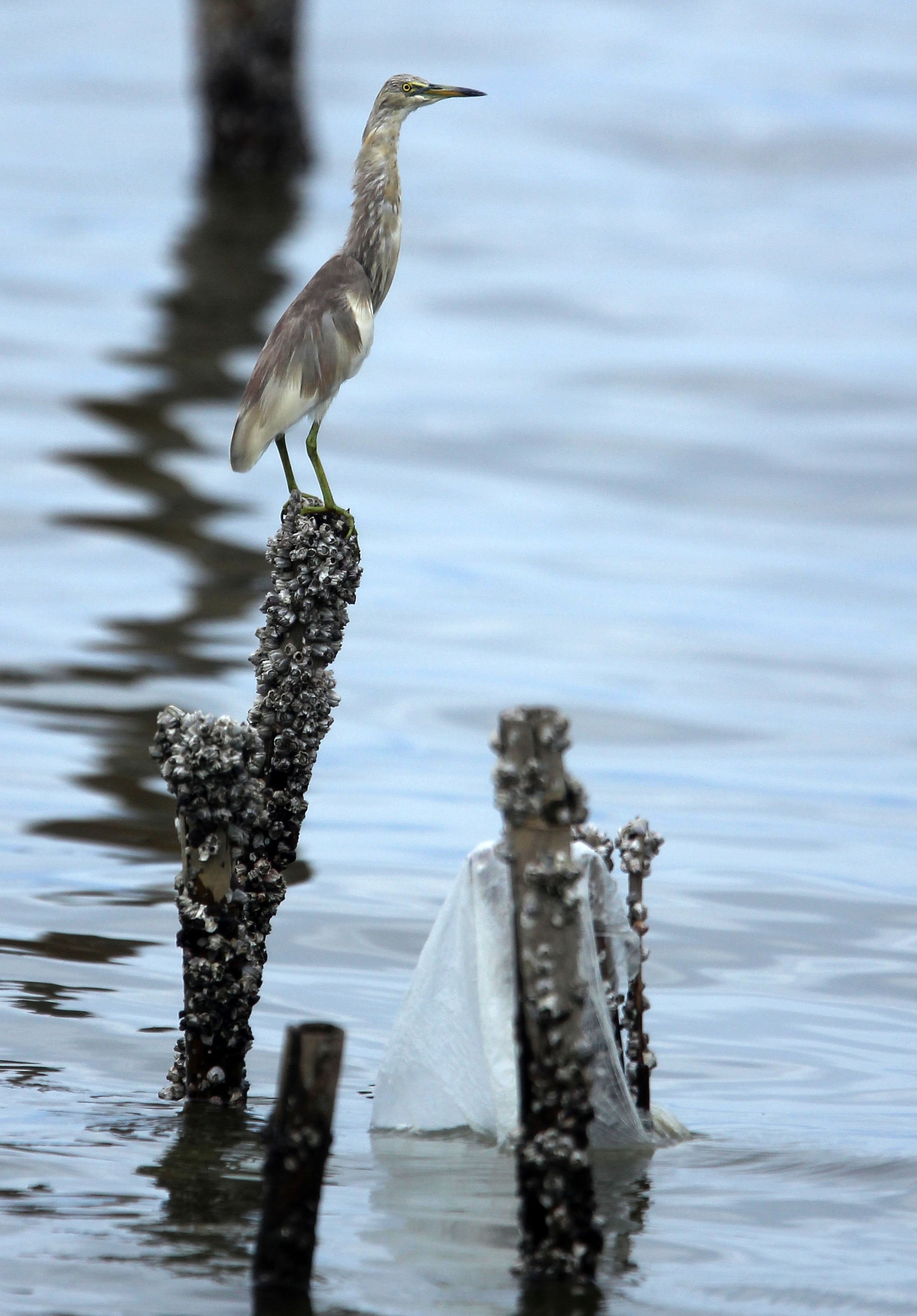 HERON - JAVAN POND HERON - Ardeoloa speciosa - THA KHAM BANGKOK (4).JPG
