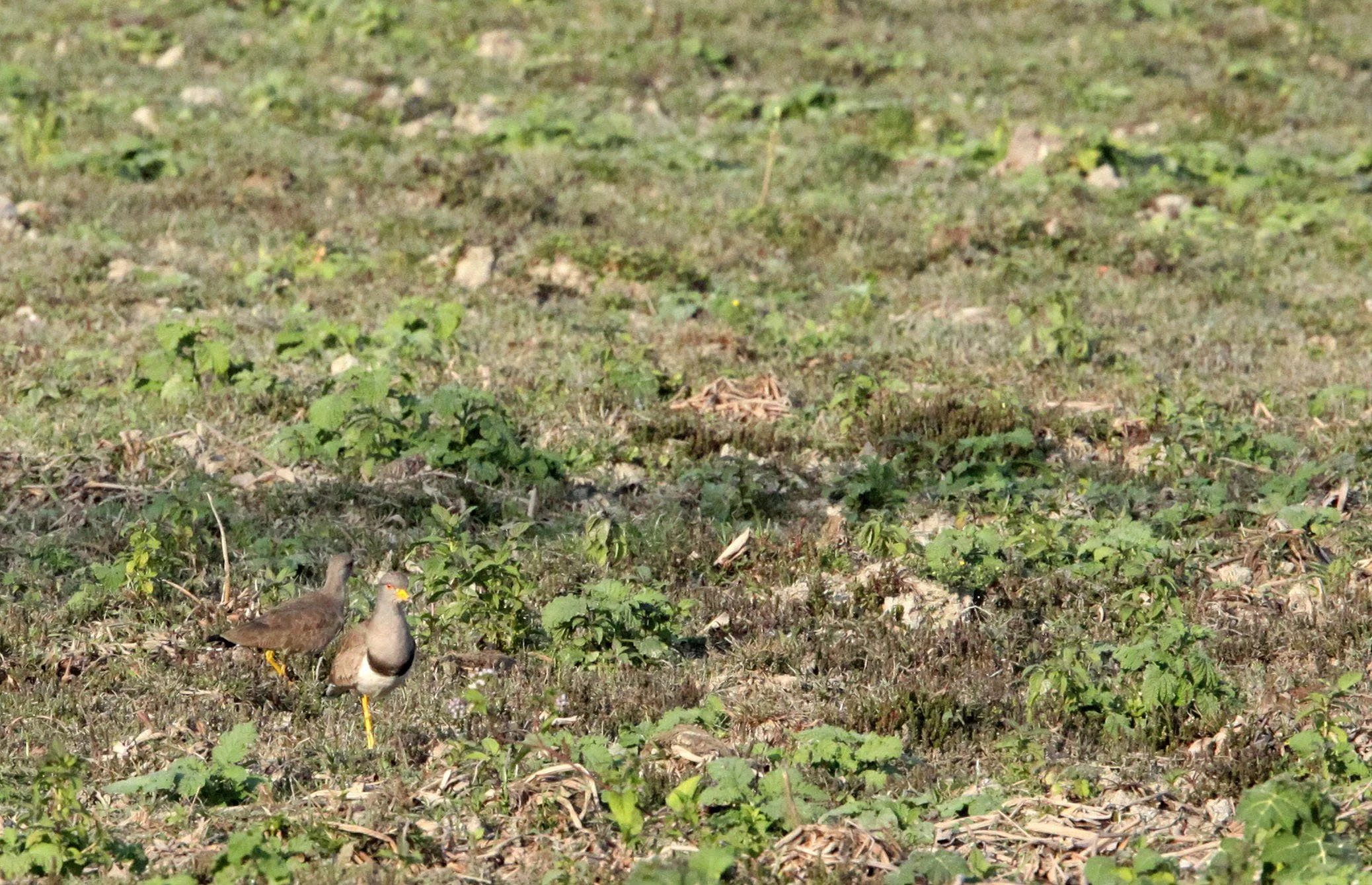 LAPWING - GREY-HEADED LAPWING - Vanellus cinereus - KAZIRANGA NATIONAL PARK ASSAM INDIA (6).JPG
