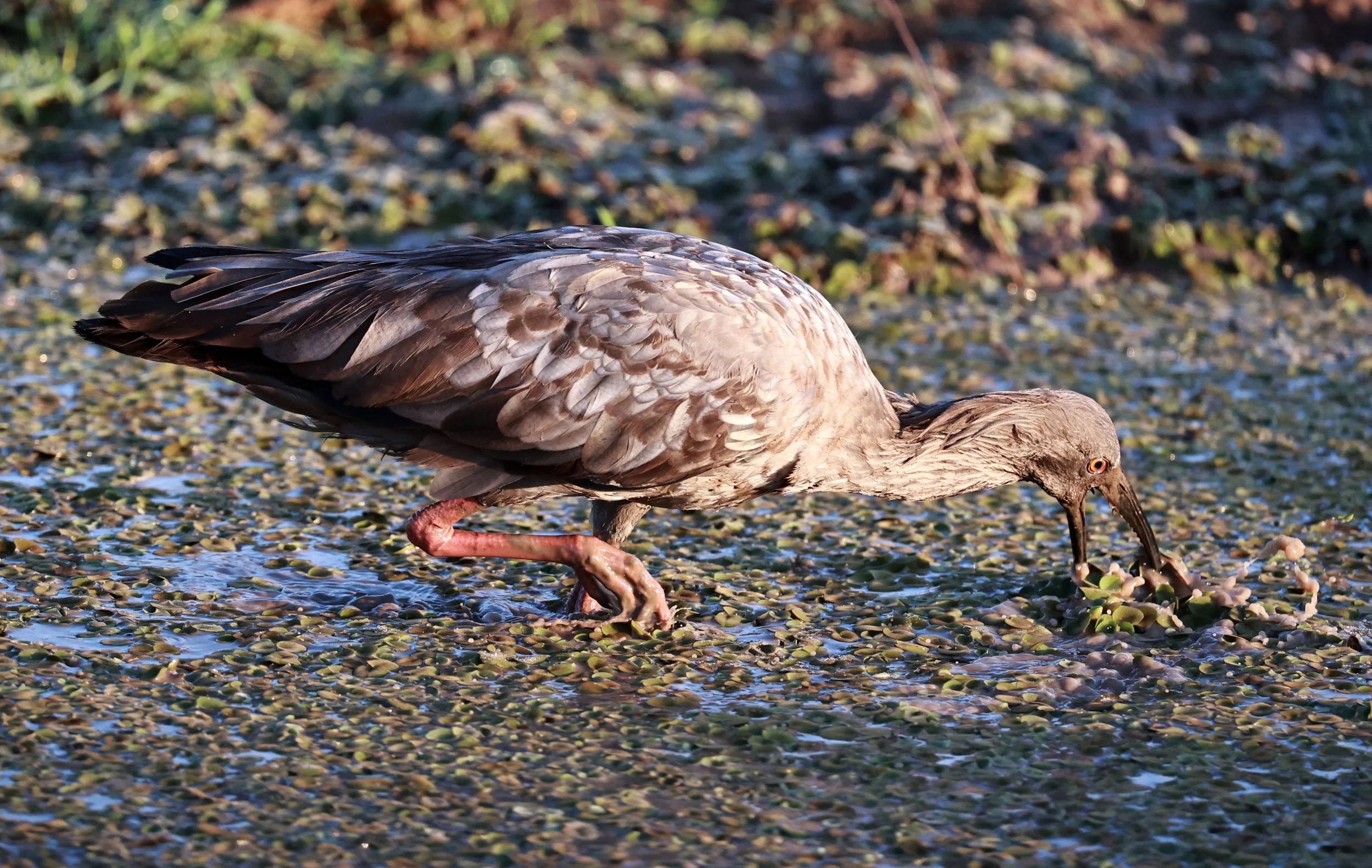 Ibis - Plumbeous Ibis - Theristicus caerulescens - Pousada Aguape - Fazenda São José Zona Rural, Aquidauana, Mato Grosso do Sul, Brazil (24).jpg