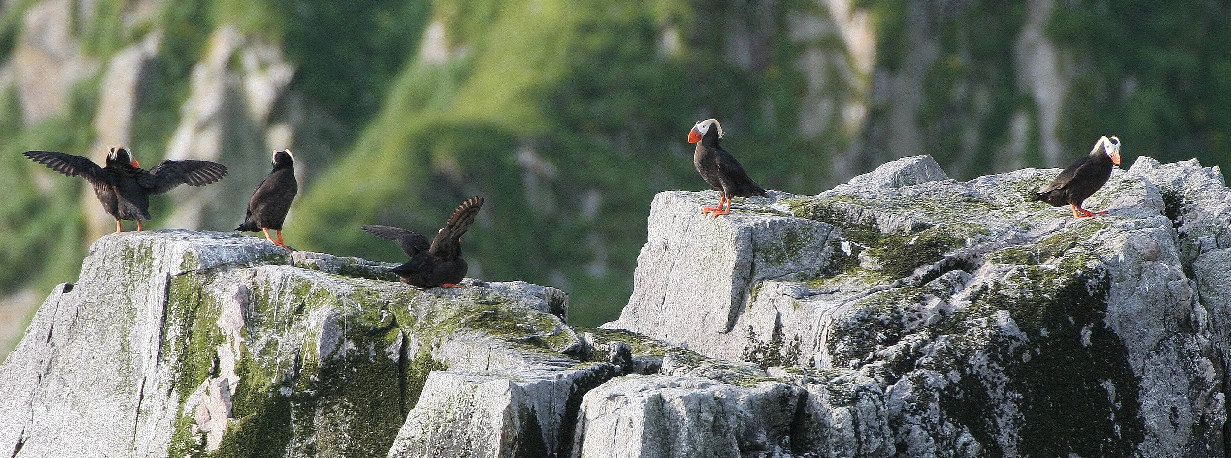 Fratercula cirrhata - TUFTED PUFFIN - COMMANDERS MEDNY ISLAND (11).jpg