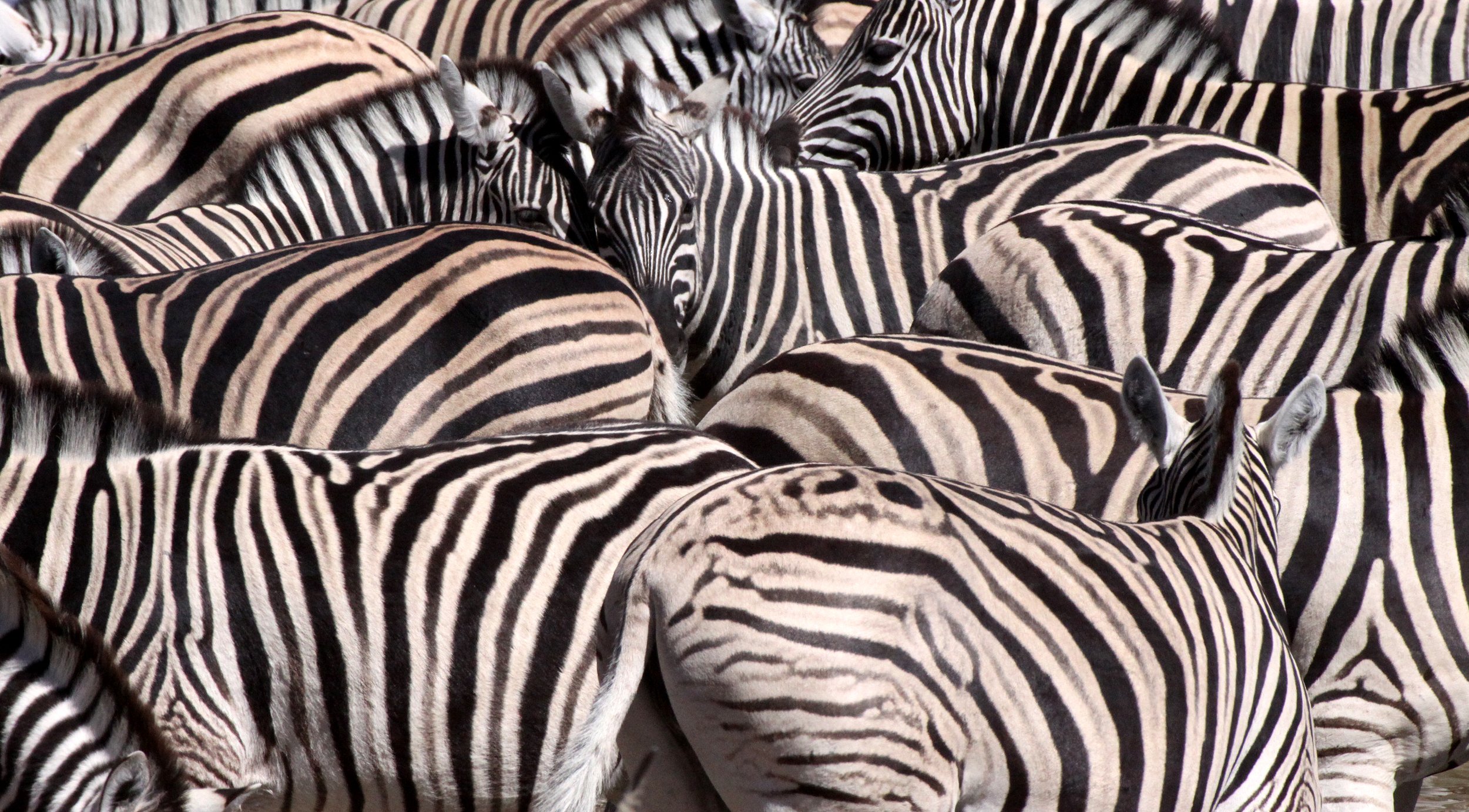 Equus quagga burchellii - BURCHELL'S (DAMARALAND) - BURCHELL'S ZEBRA - ETOSHA NATIONAL PARK NAMIBIA (33).JPG