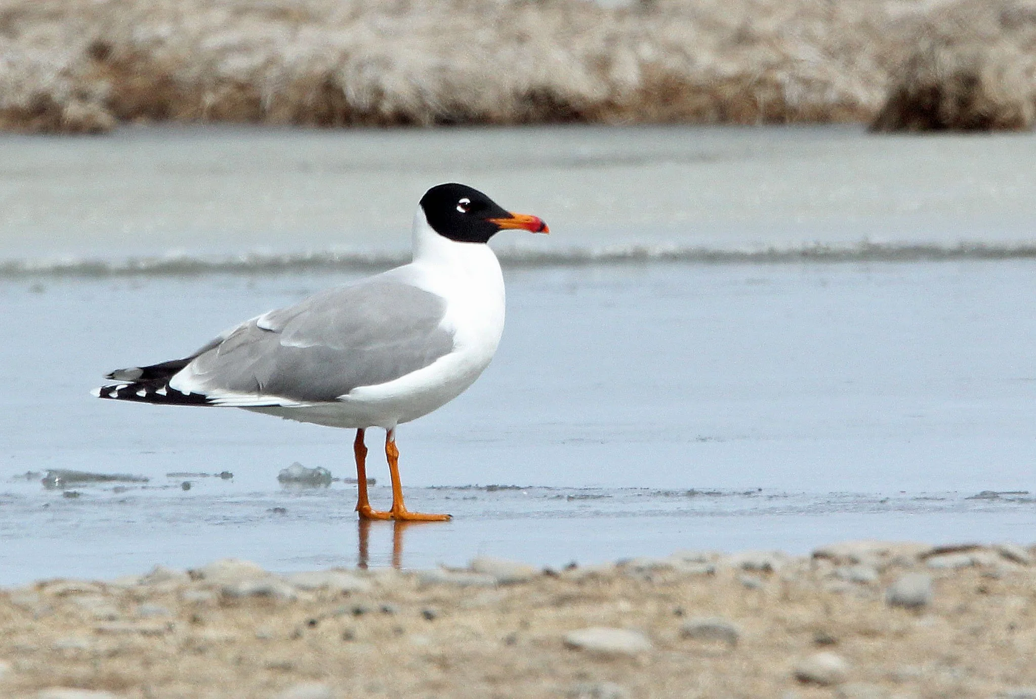 BIRD - GULL - BLACK-HEADED GULL - QINGHAI LAKE CHINA.jpg