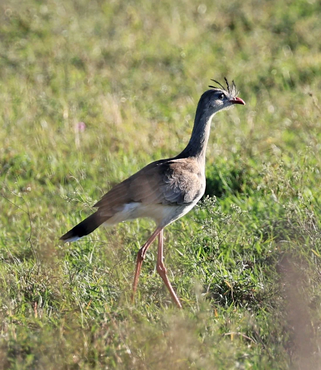 Red-legged Seriema (Cariama cristata) Neuland Mennonite Colony Paraguay (8).jpg