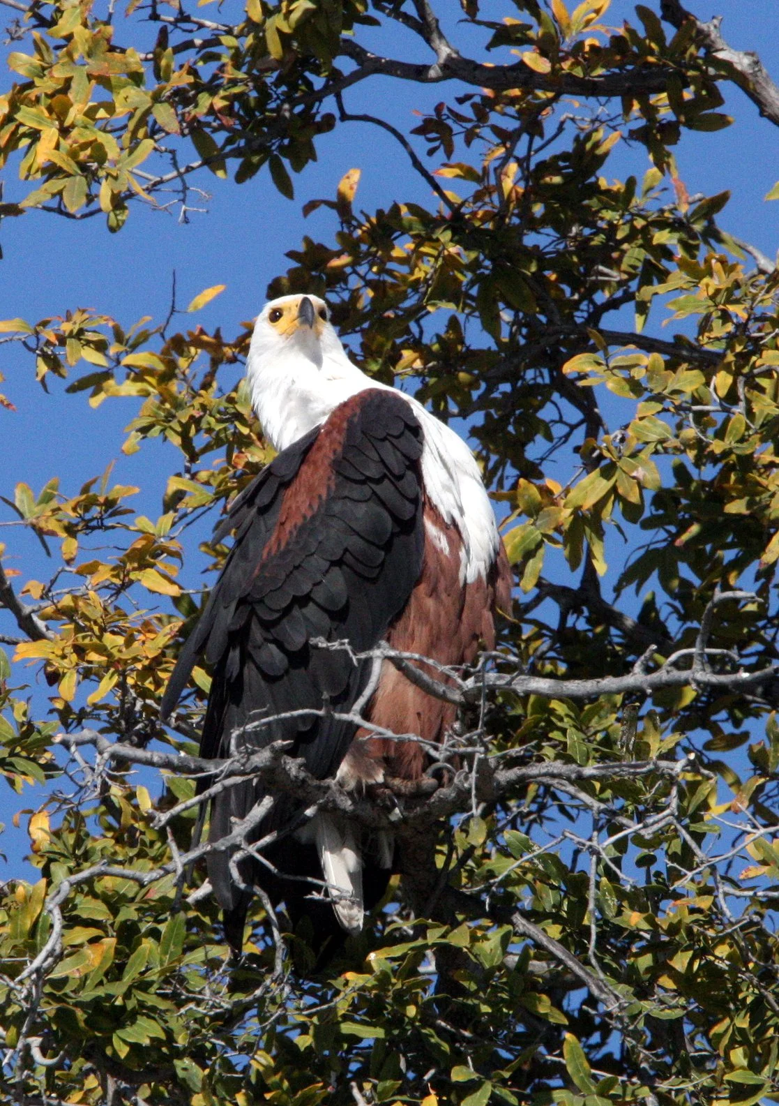 Haliaeetus vocifer - AFRICAN FISH EAGLE - CHOBE NATIONAL PARK BOTSWANA (9).JPG